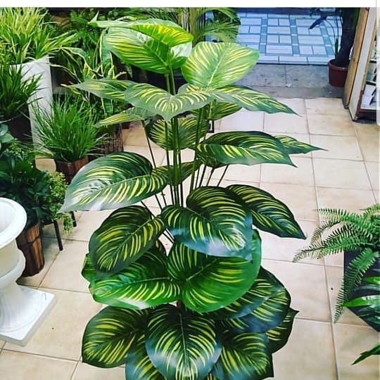 indoor plants in karachi Money plant 4ft – Fantasia Florist