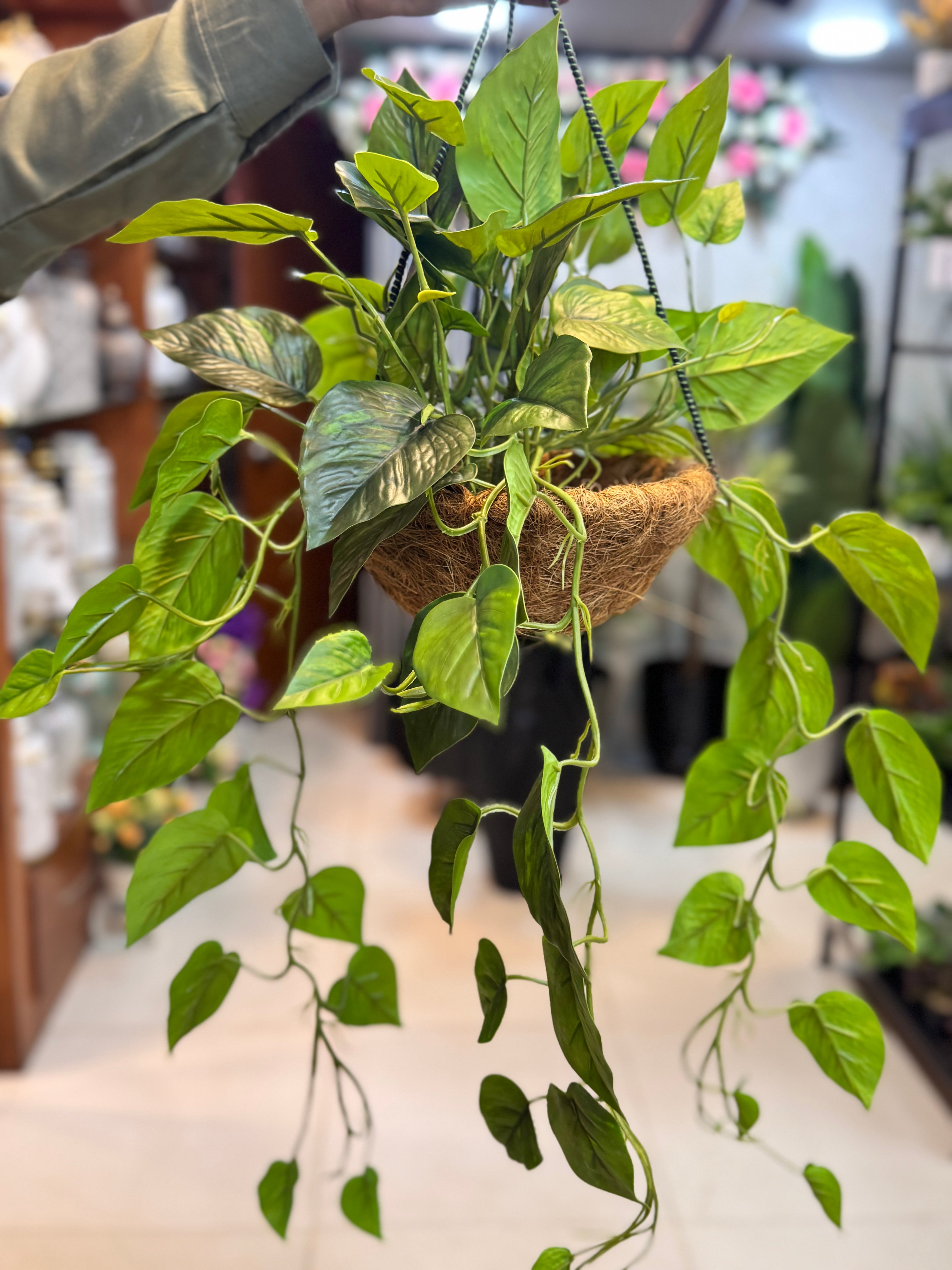 money plant hanging basket Premium Moneyplant hanging basket – Fantasia Florist