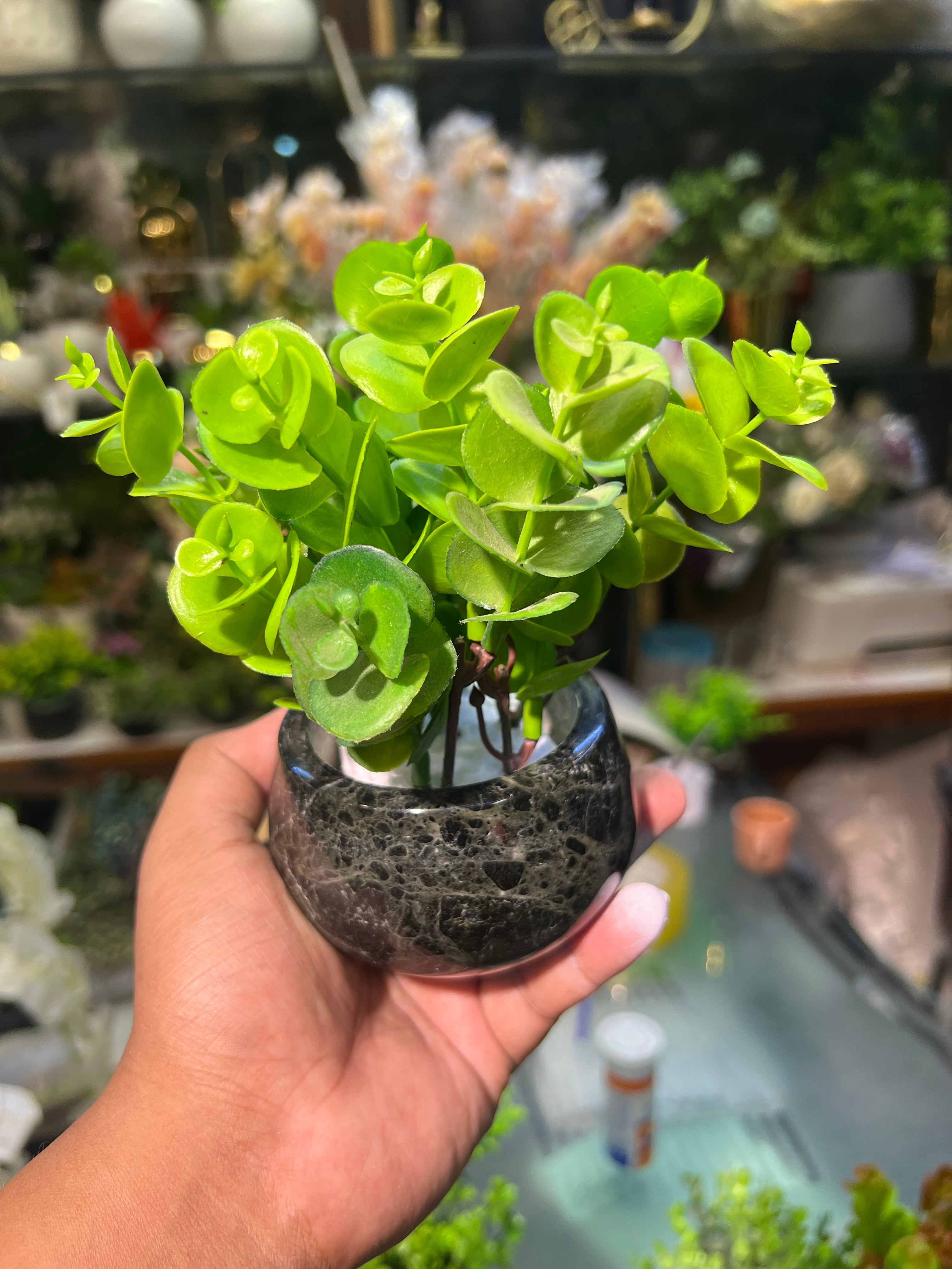 millionaire succulent Marble succulents – Fantasia Florist