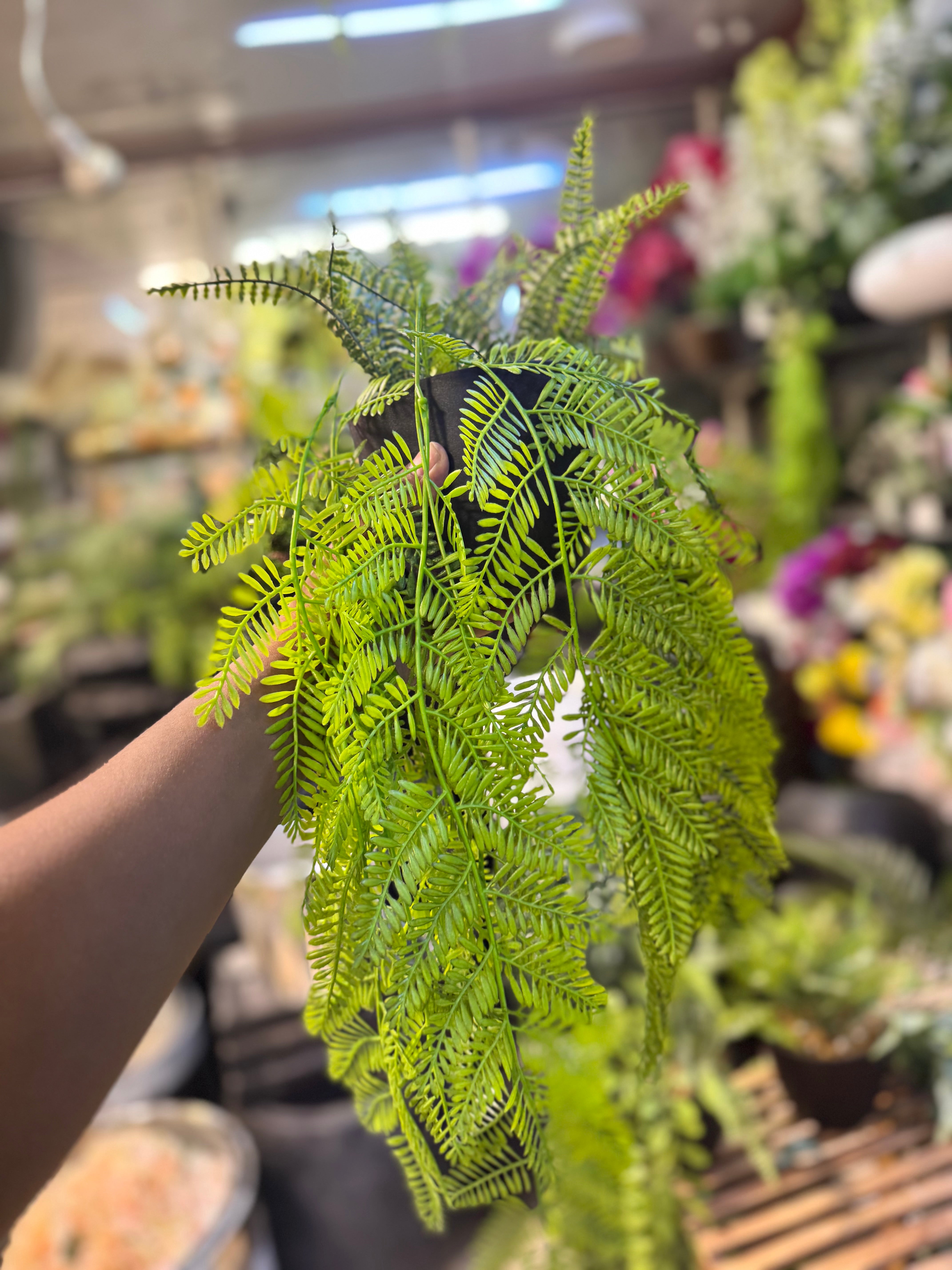 lush hanging plants Premium Lush Hanging plants – Fantasia Florist