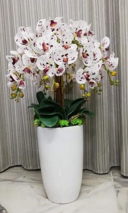 glass plant pots for orchids Exquisite Orchids with Long Glass shaped Planter – Fantasia Florist
