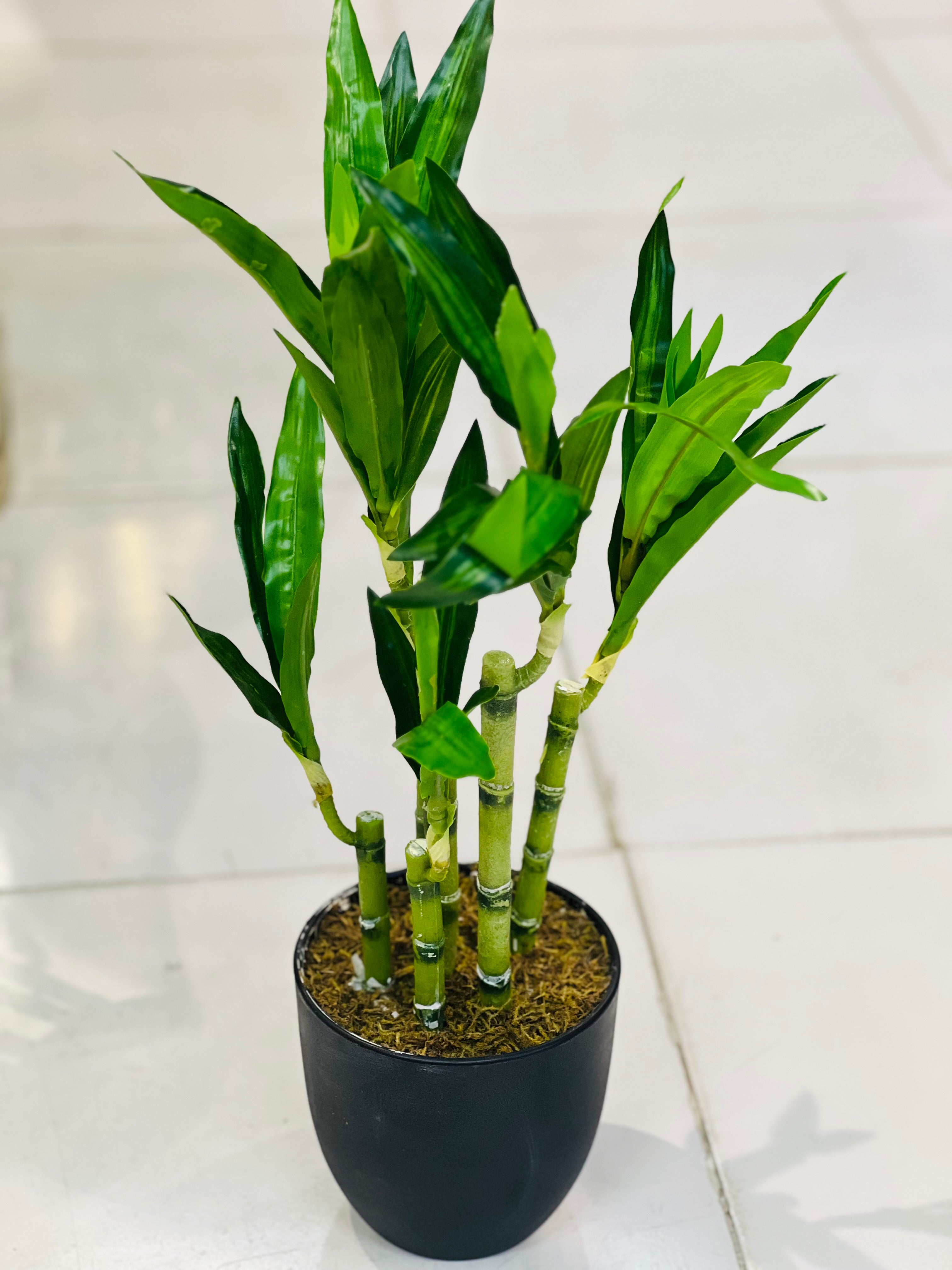 bamboo plant pots indoor Lucky Bamboo Shoots with Pot – Fantasia Florist