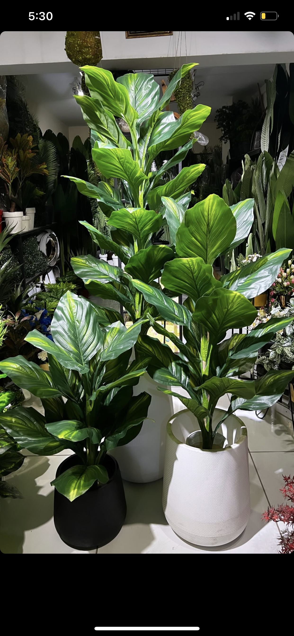 costco money plant High Quality money Plant with pot – Fantasia Florist