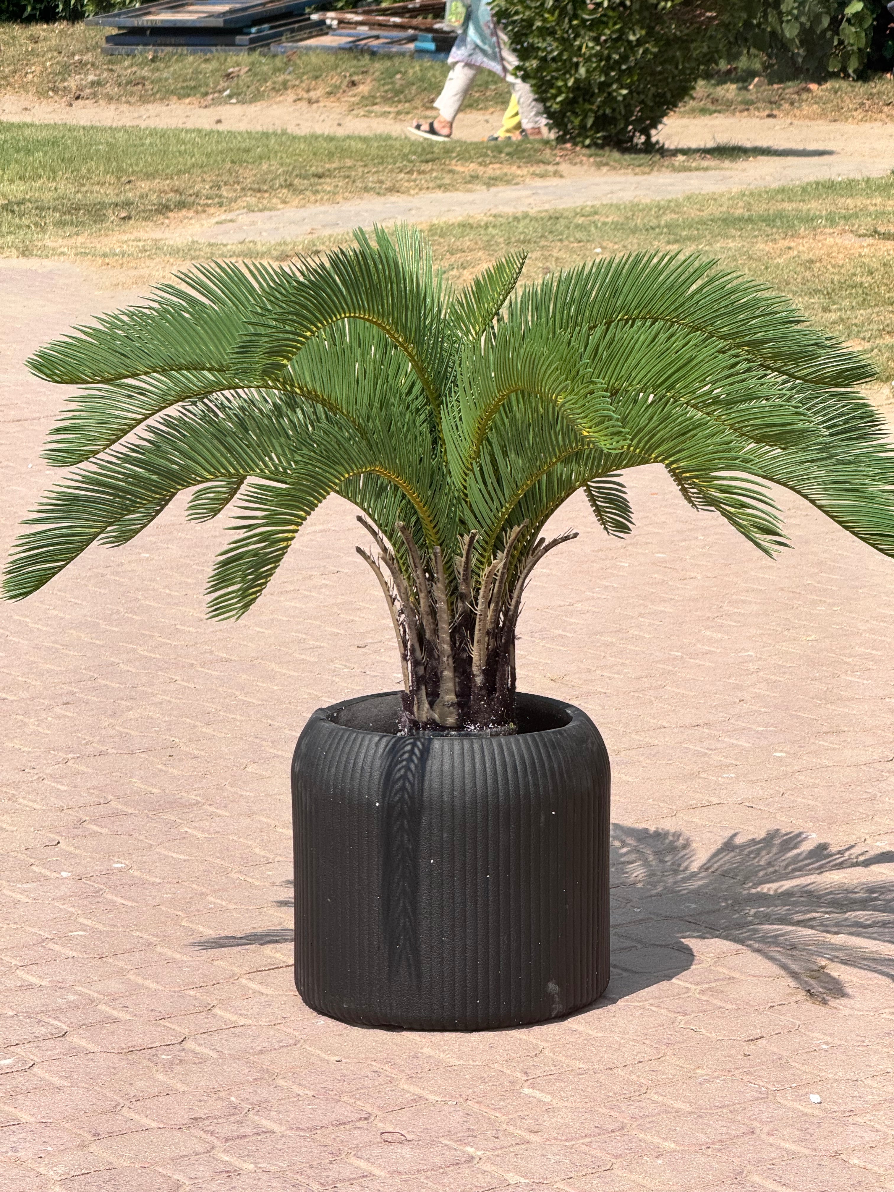 kangi palm plant Kangi Palm With new Ribbed planter – Fantasia Florist