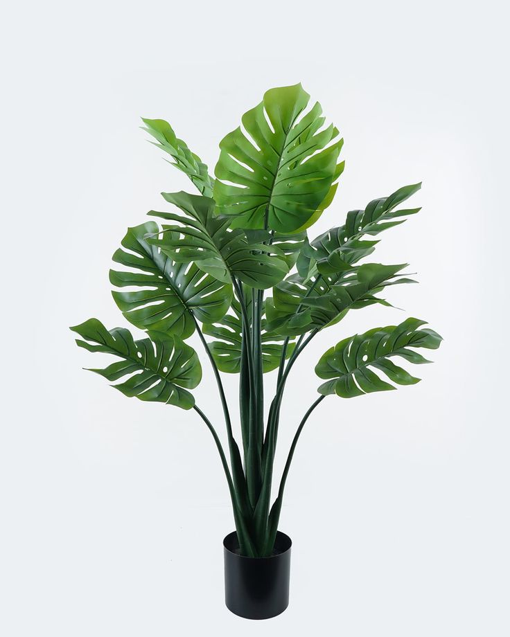 premium monstera deliciosa Premium Monstera plant – Fantasia Florist