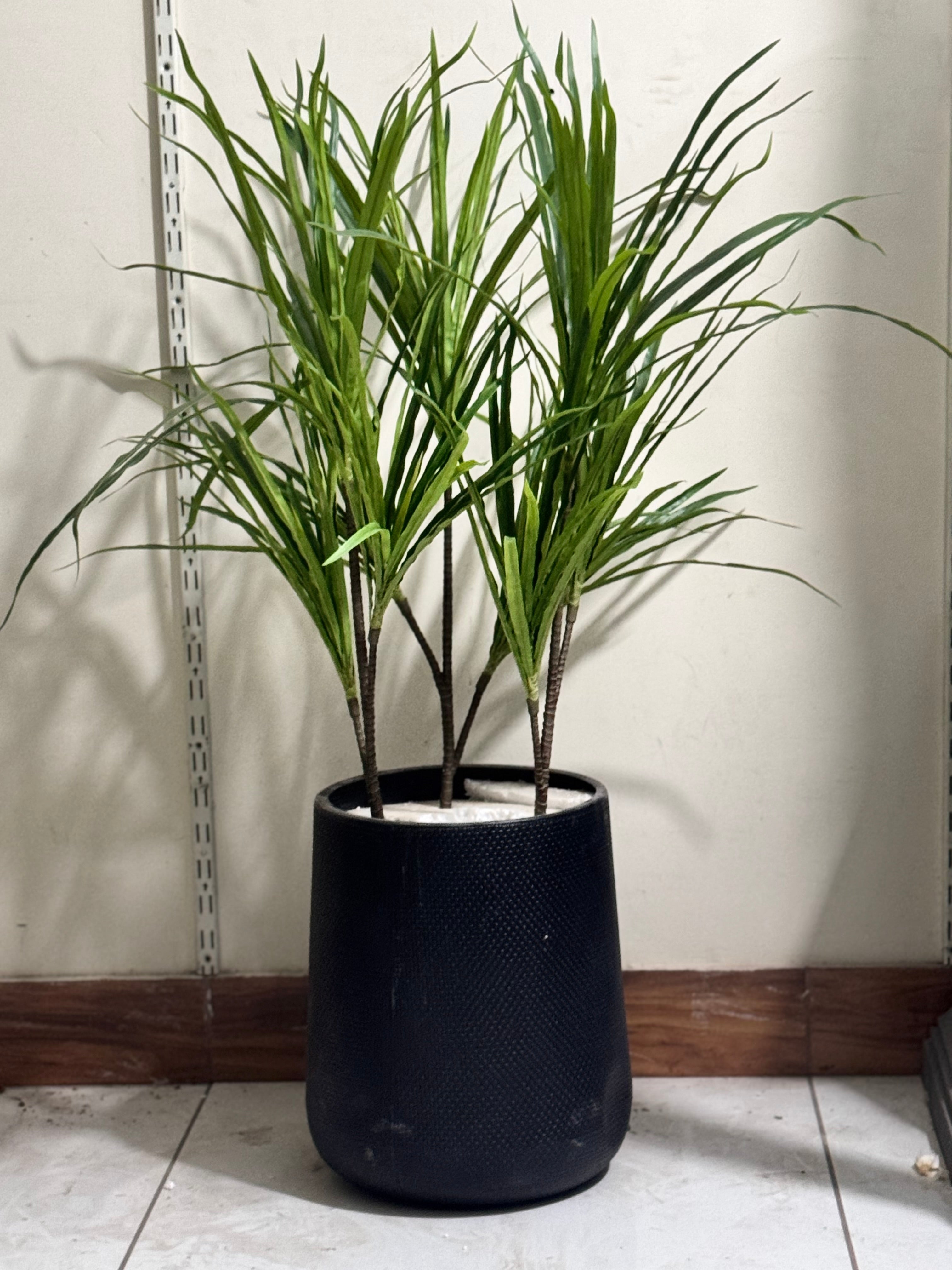 Dracaena Plant Stems – Premium Real-Looking