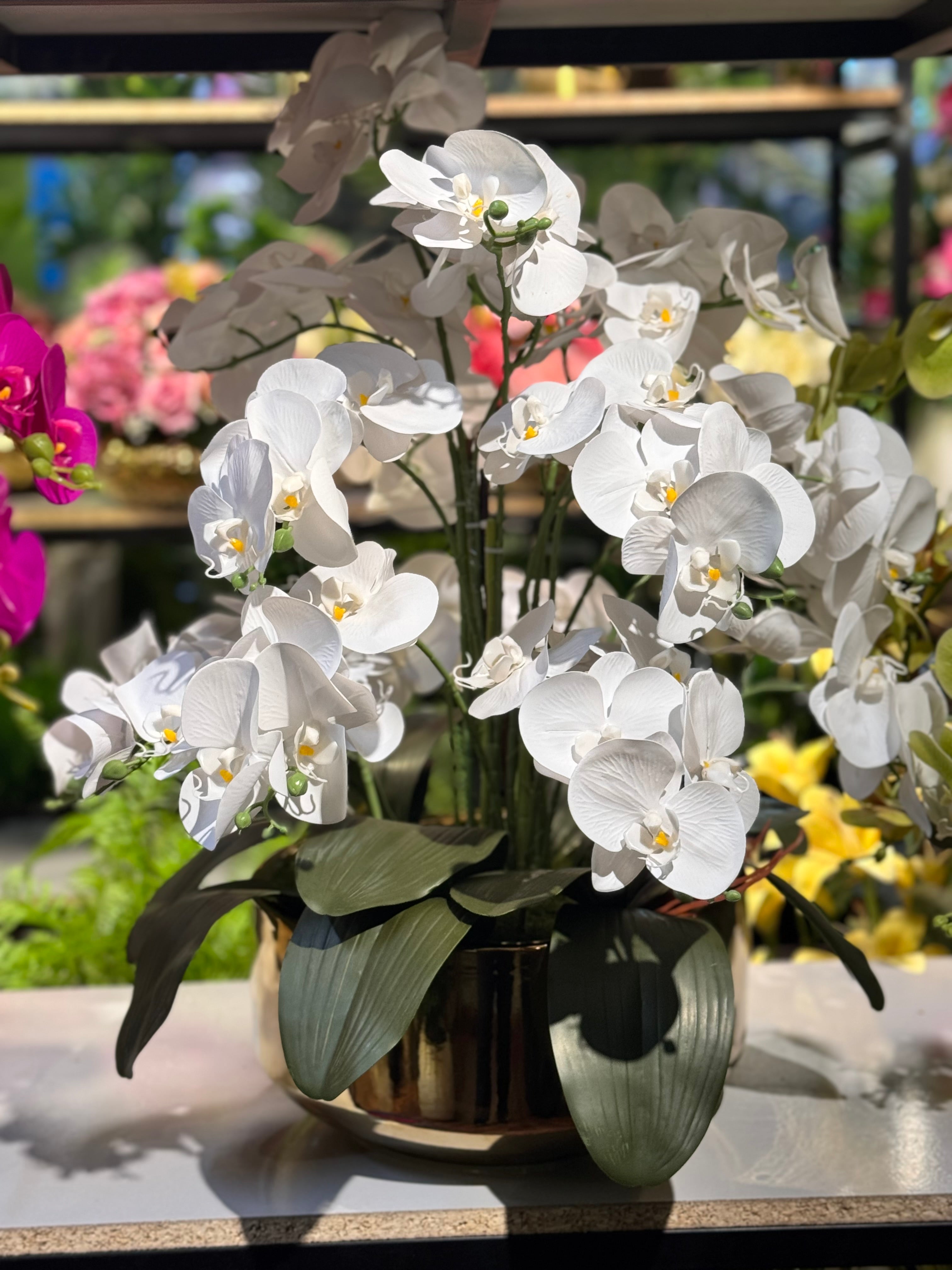 Premium Orchids Arrangements