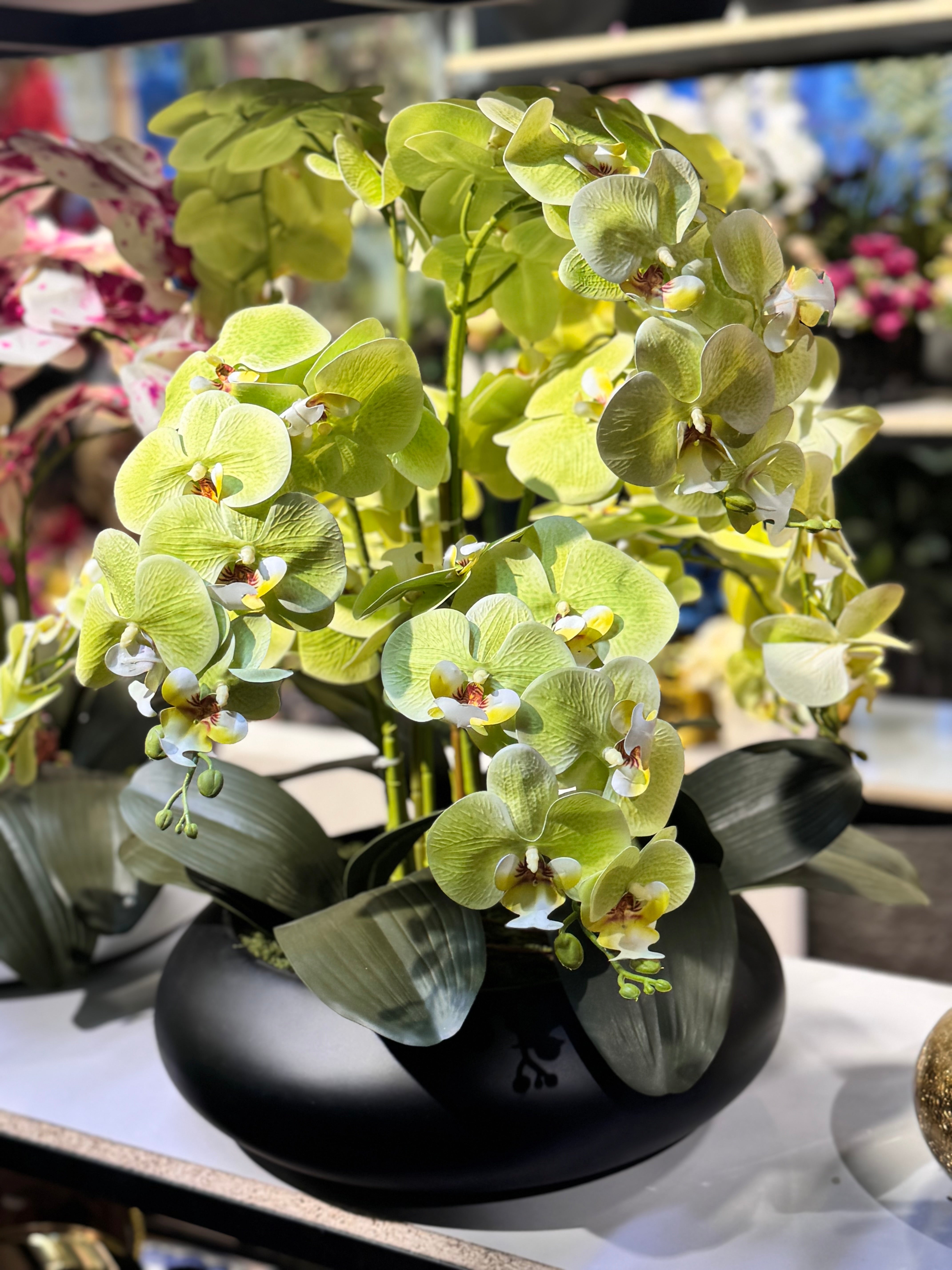 Orchids arrangements (Phalaenopsis)