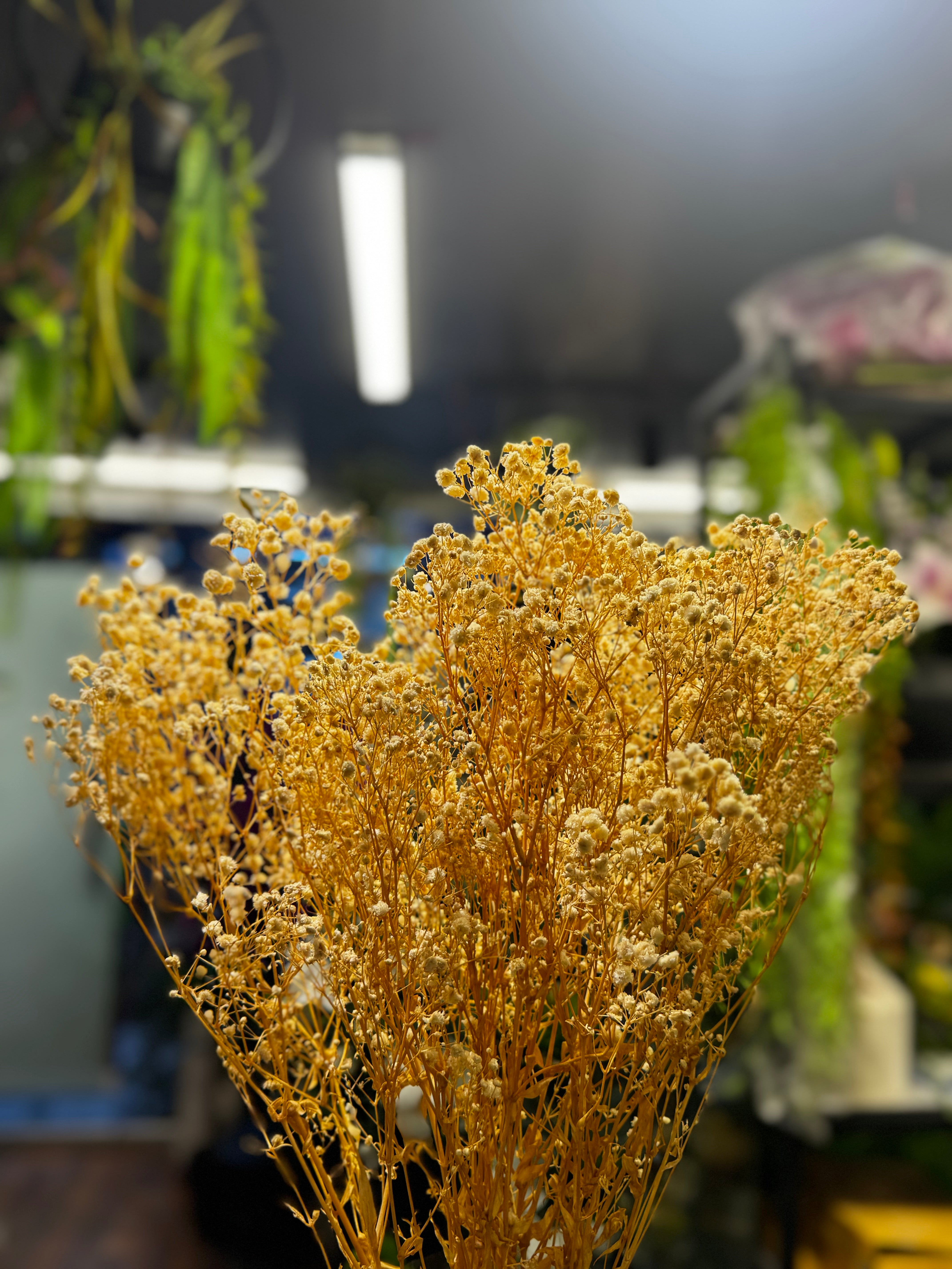 PREMIUM Dried Babybreaths Pack