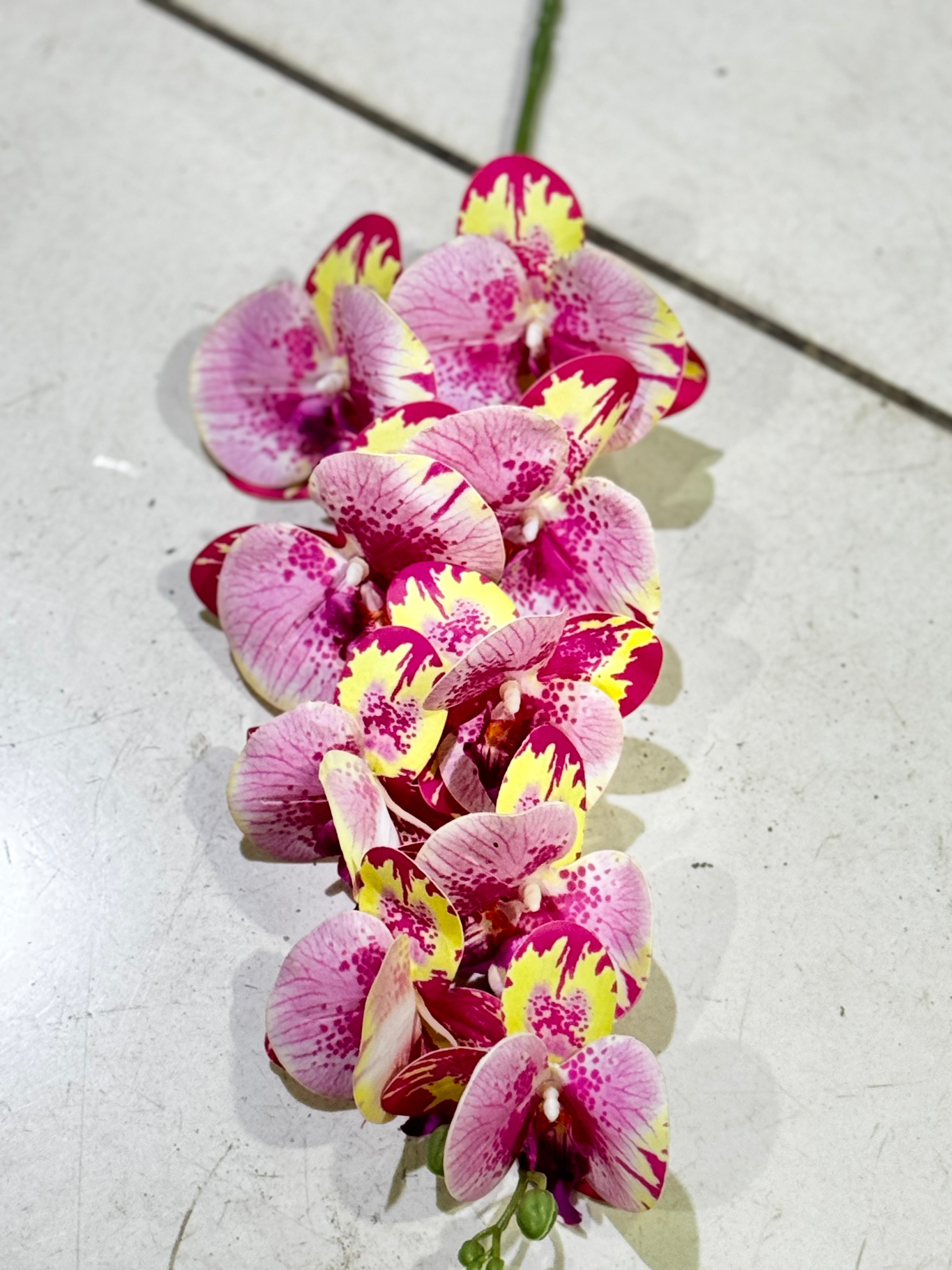 Colored Phalaenopsis