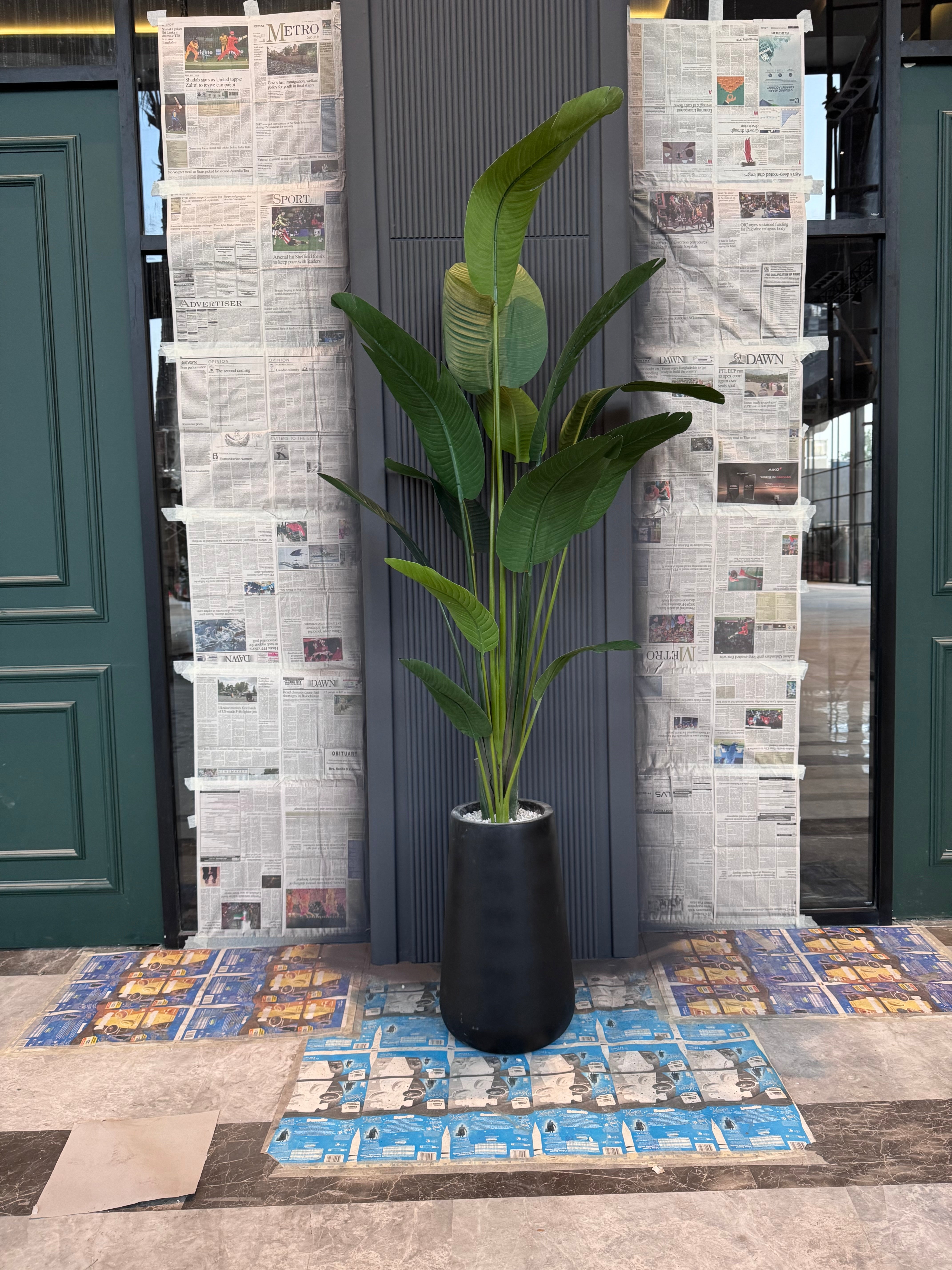 LUXURY Highend tall banana tree 8-9ft