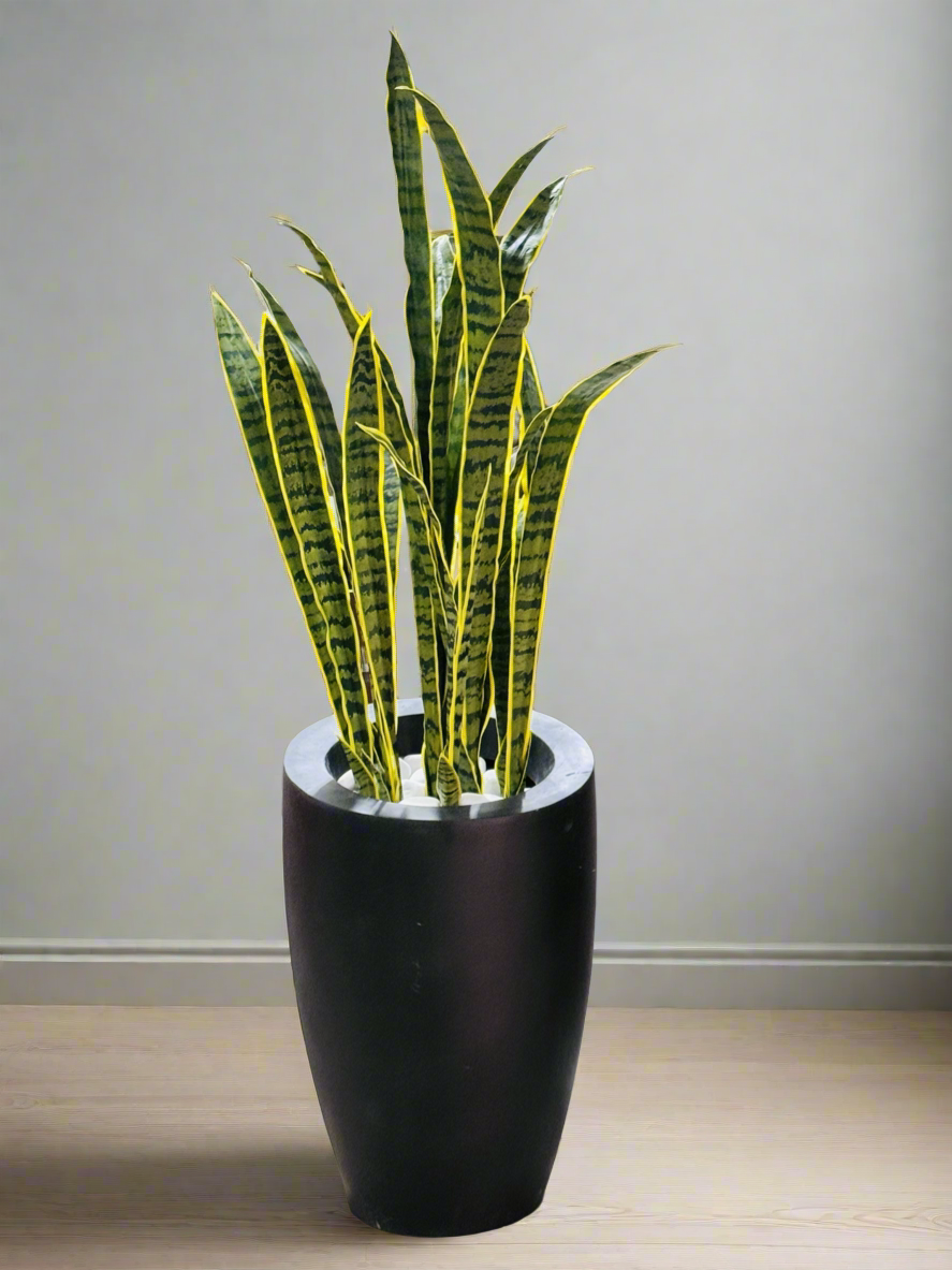 Snake plant