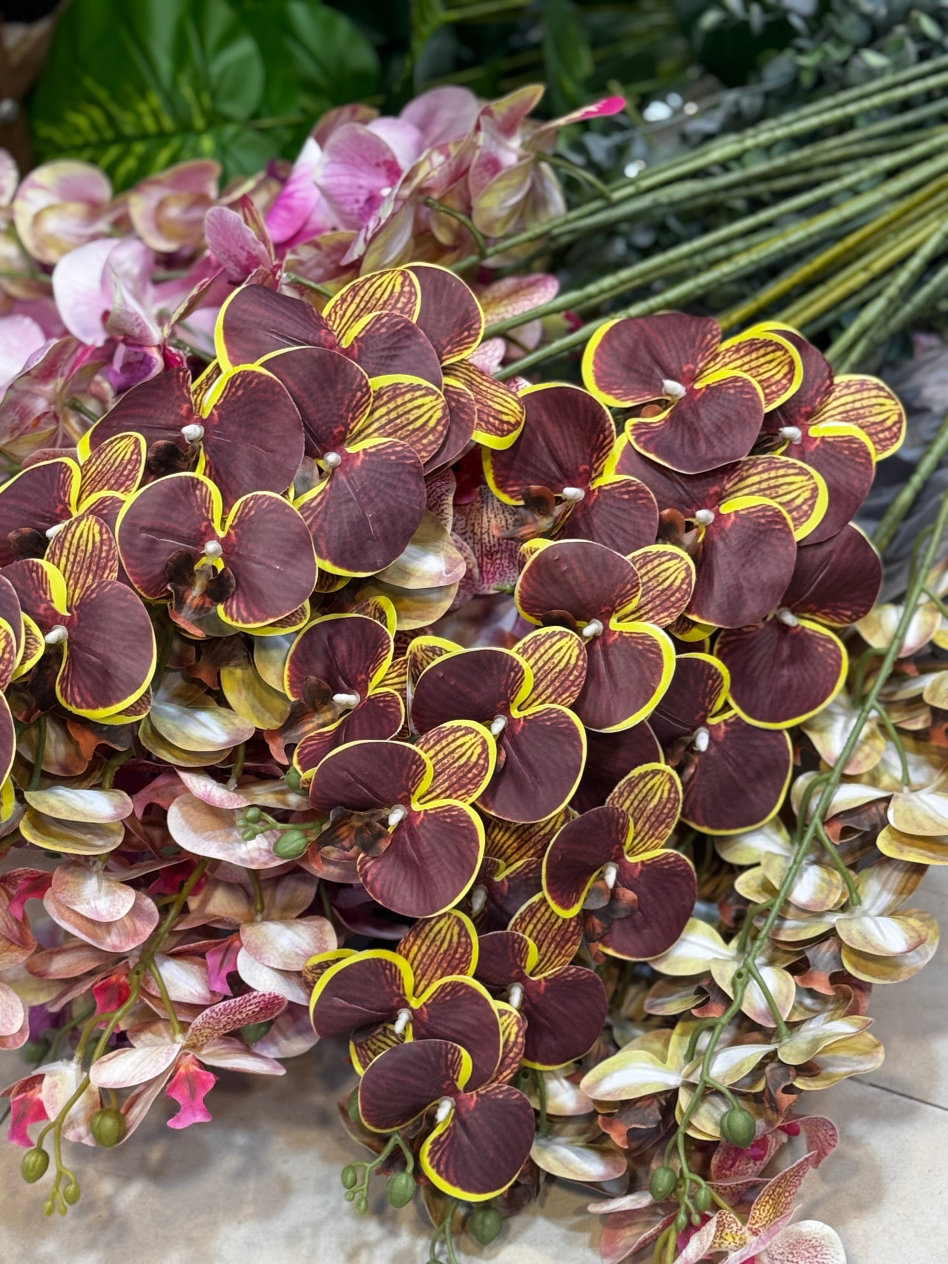 Colored Phalaenopsis