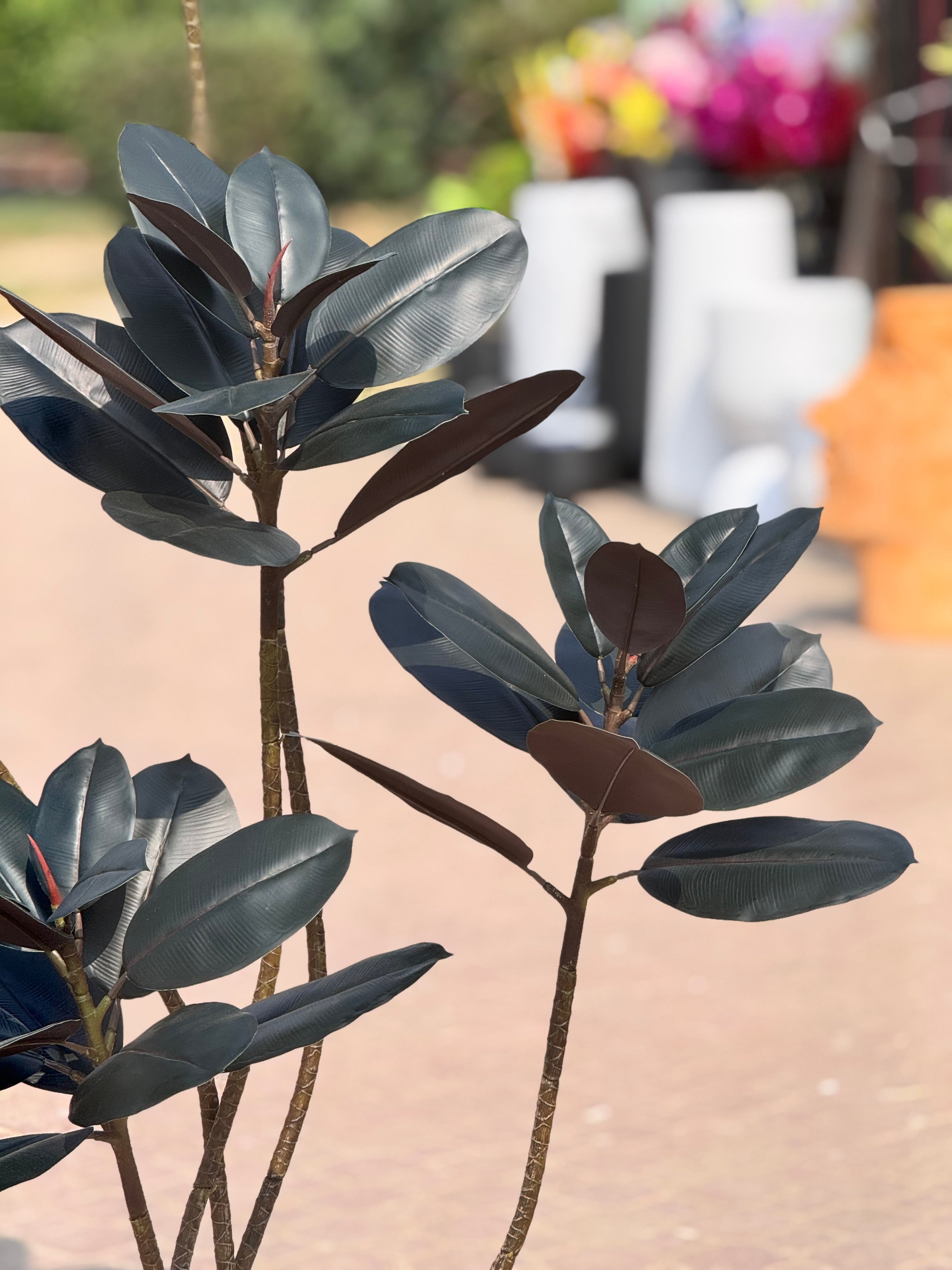 Exclusive Rubber Plant