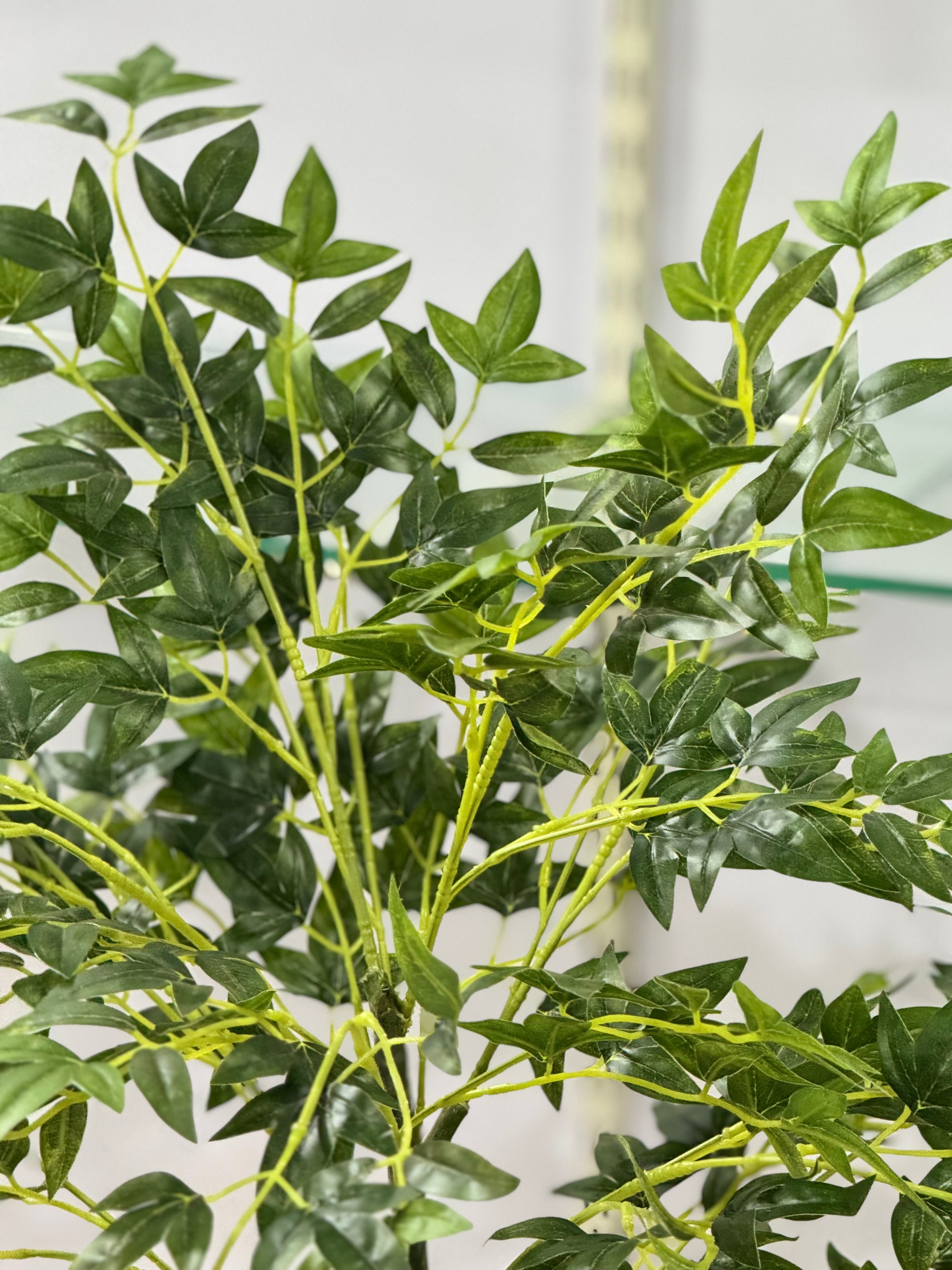 AURELIA PLANT