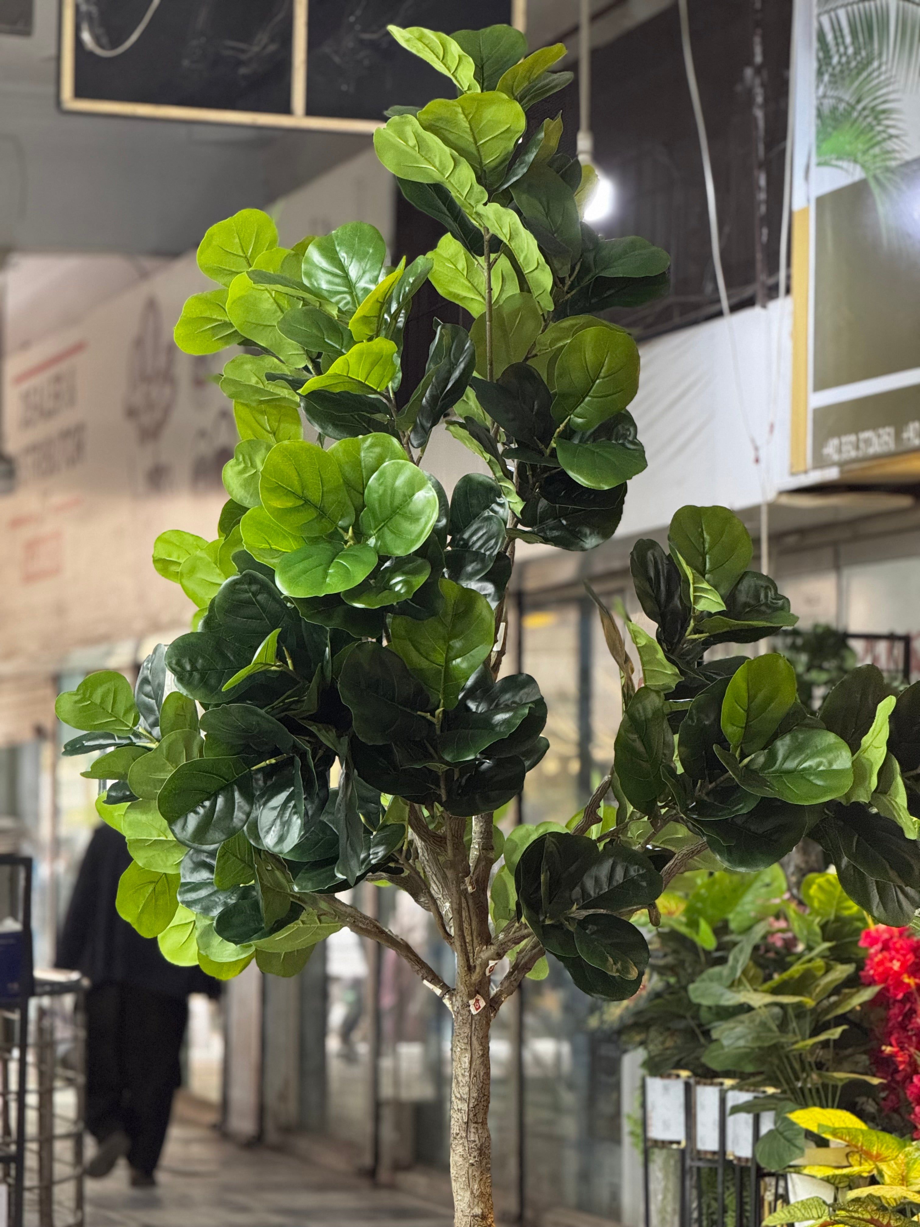 Majestic Fiddle Fig Tree