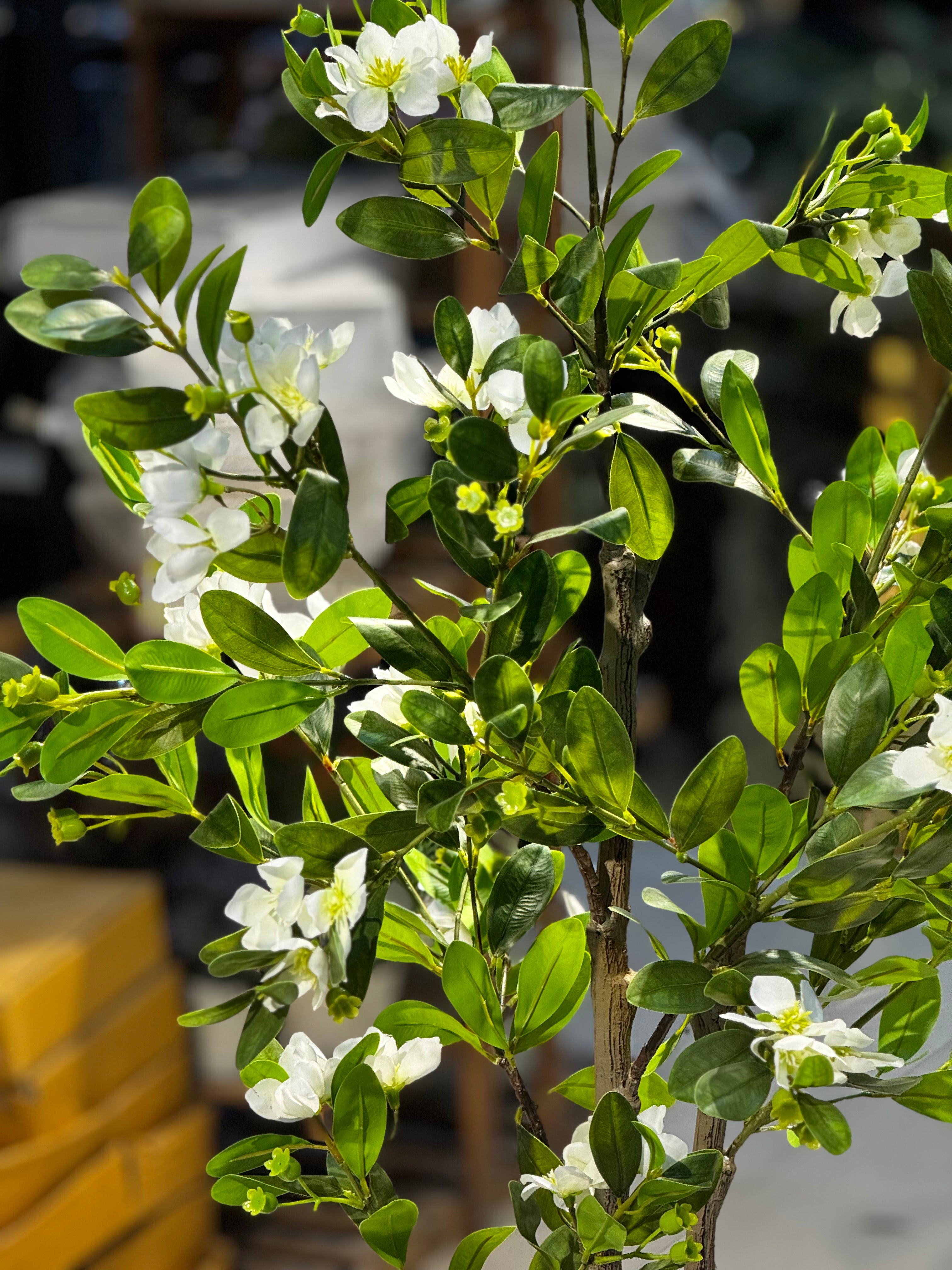 Elysian white blossom Tree