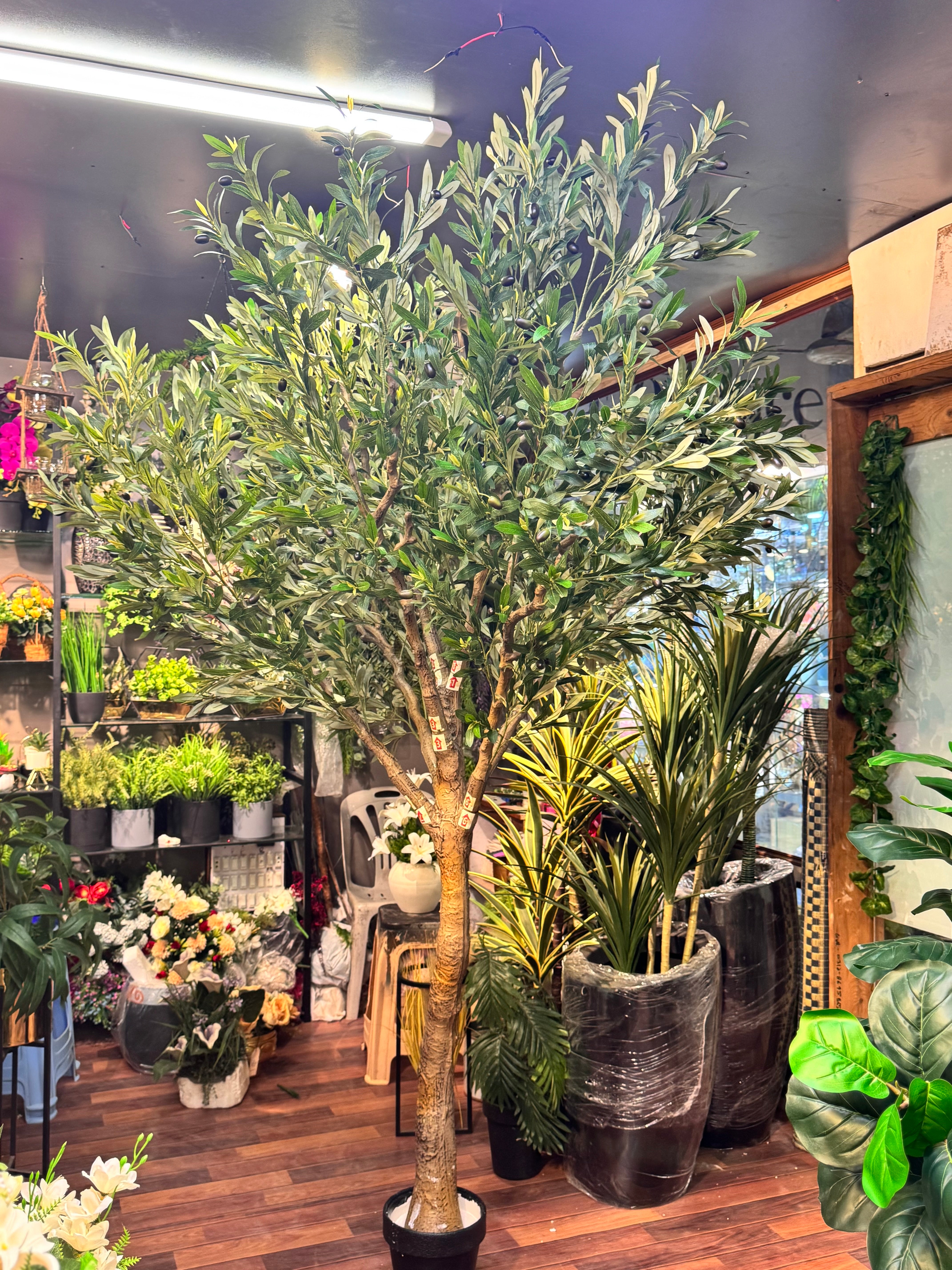 MAJESTIC OLIVE TREE