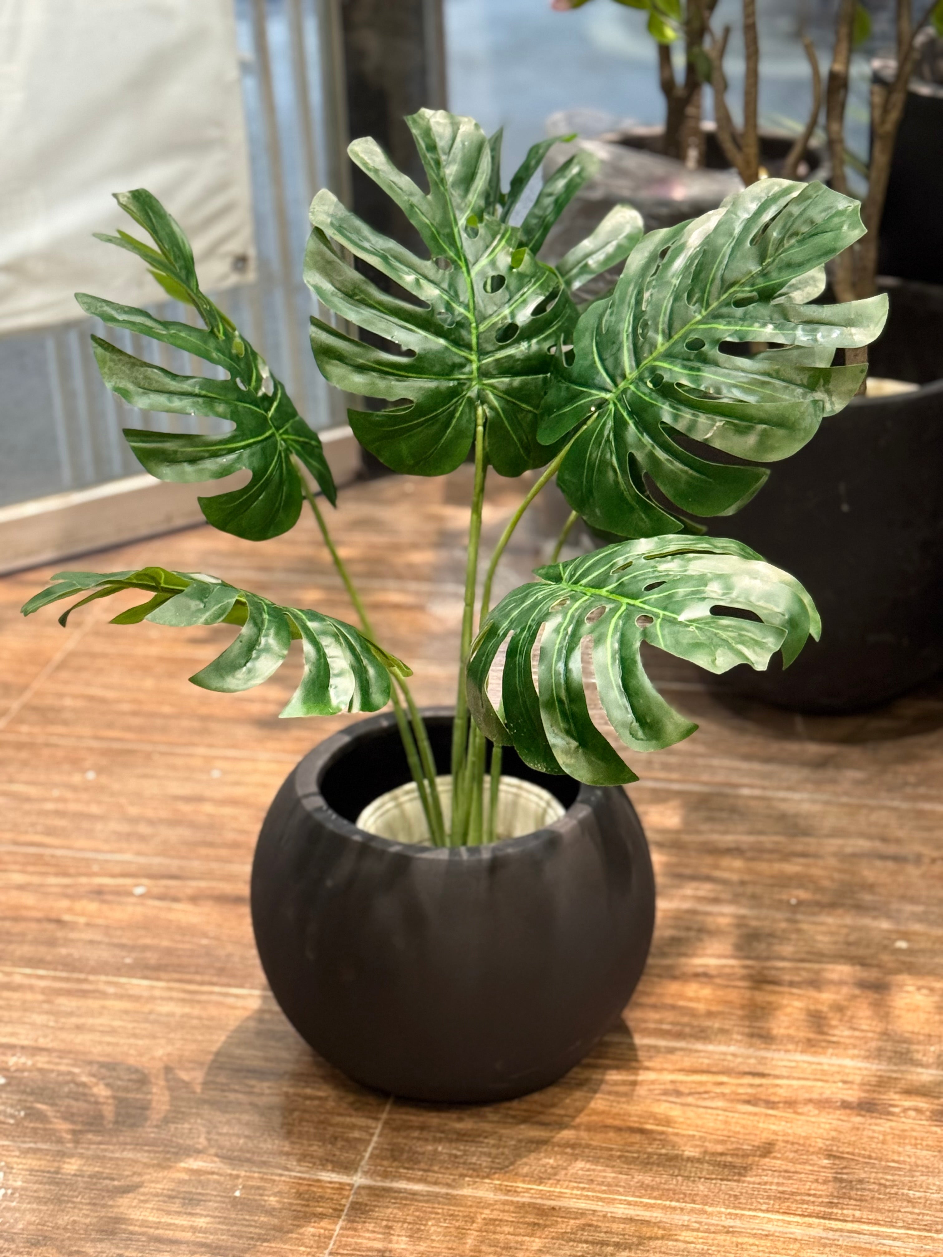 Premium Monstera plant