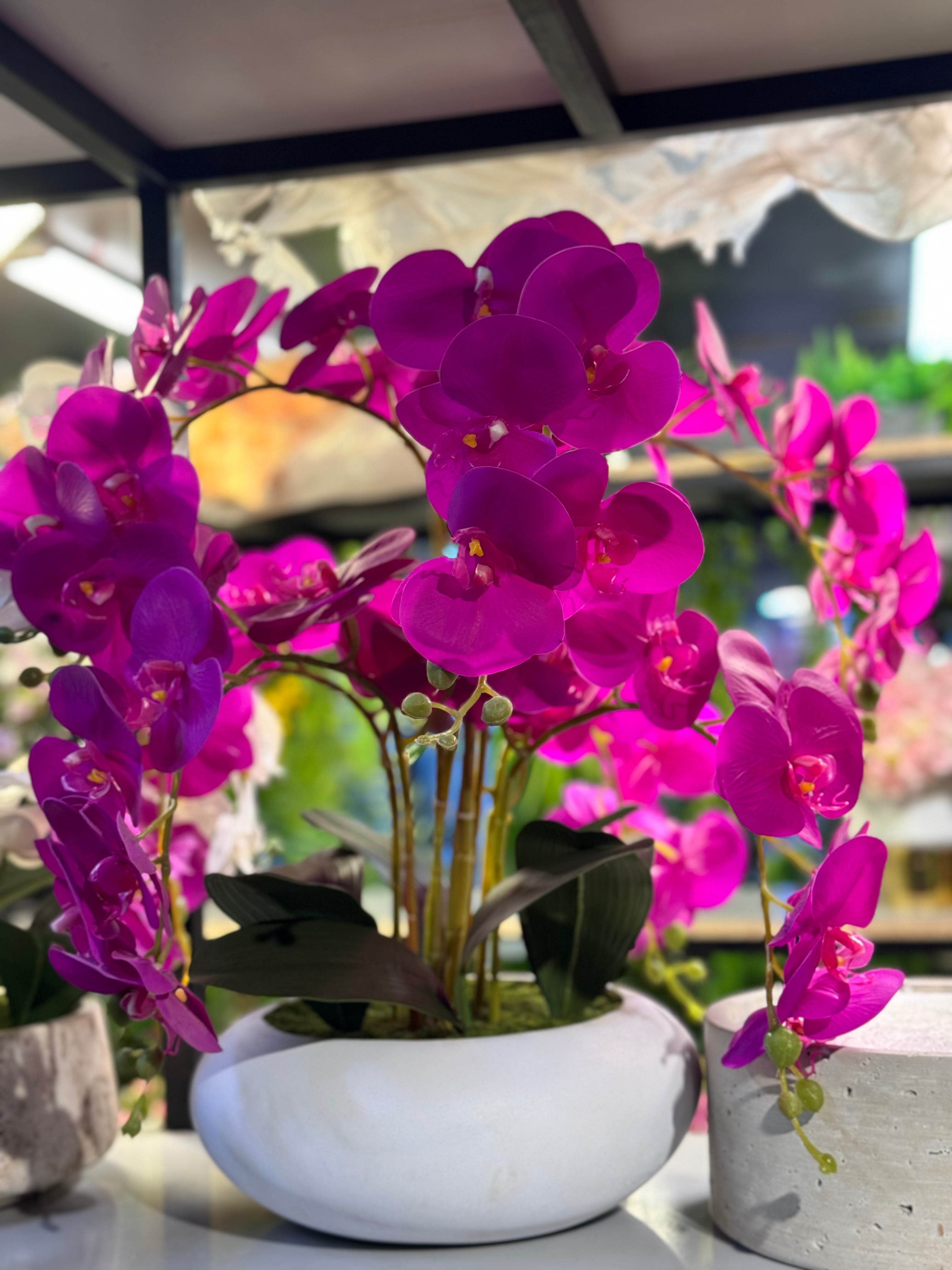 Orchids arrangements (Phalaenopsis)