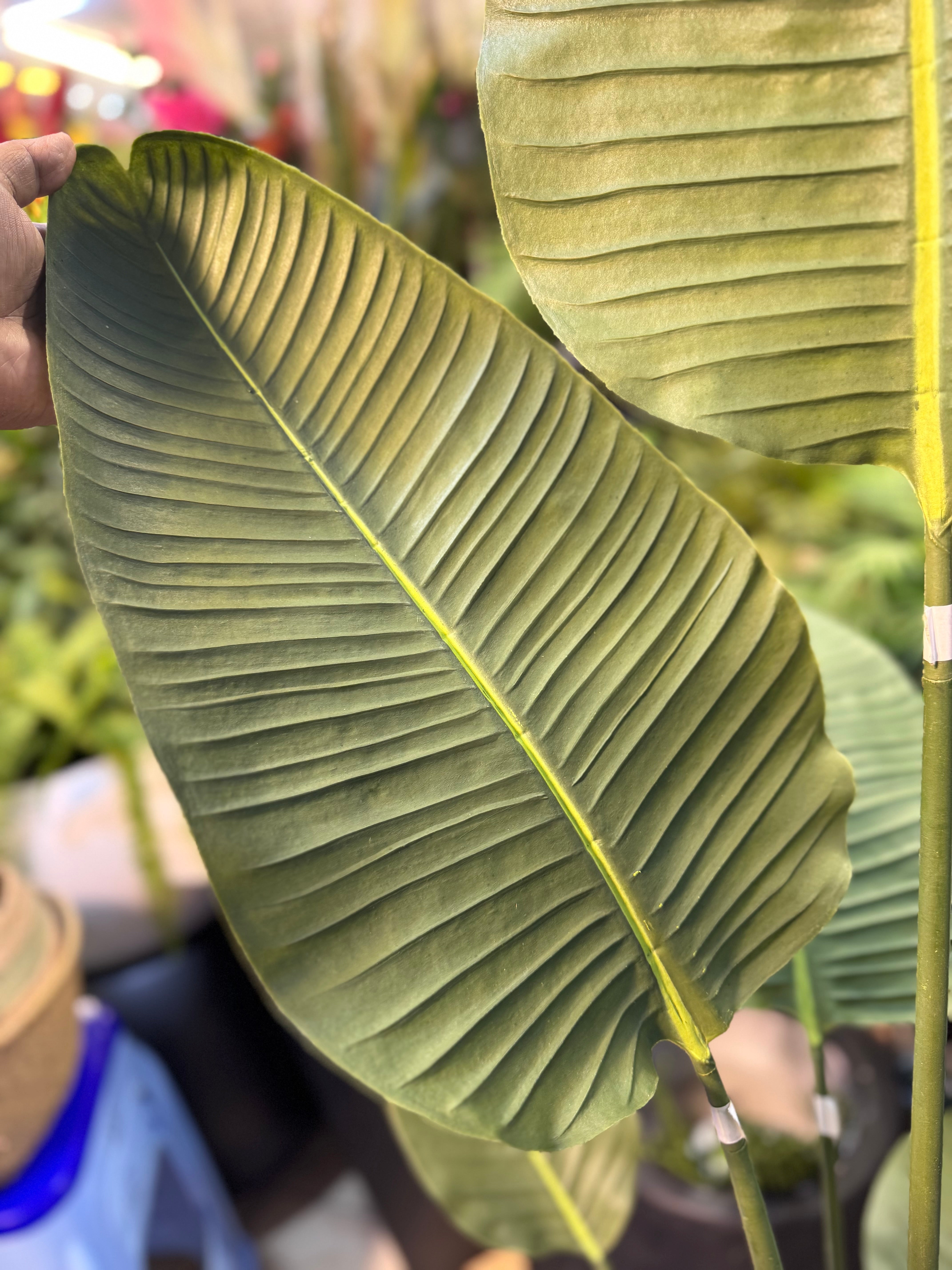 Hyper Realistic Banana Palm