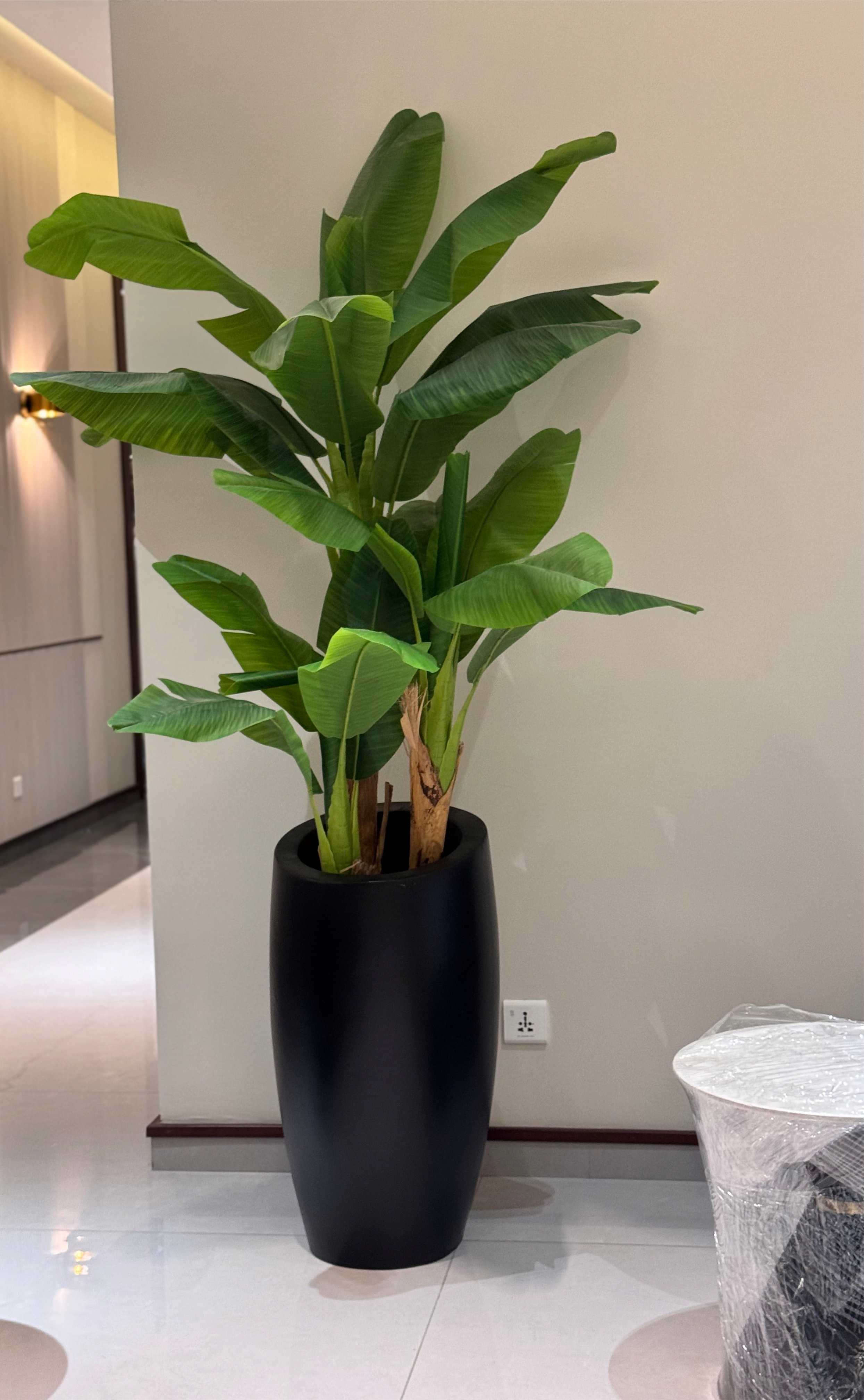 Banana palm x3
