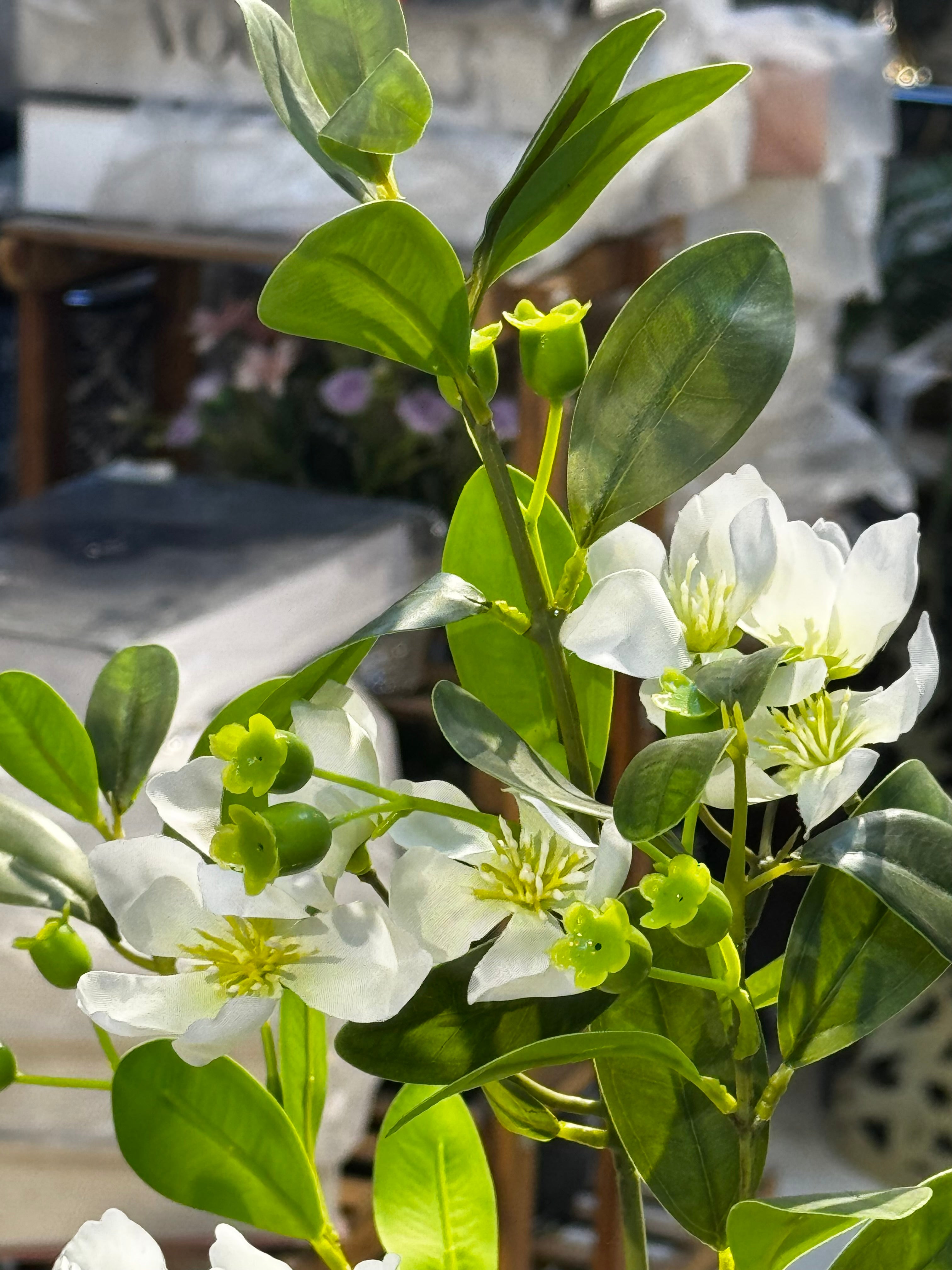 Elysian white blossom Tree