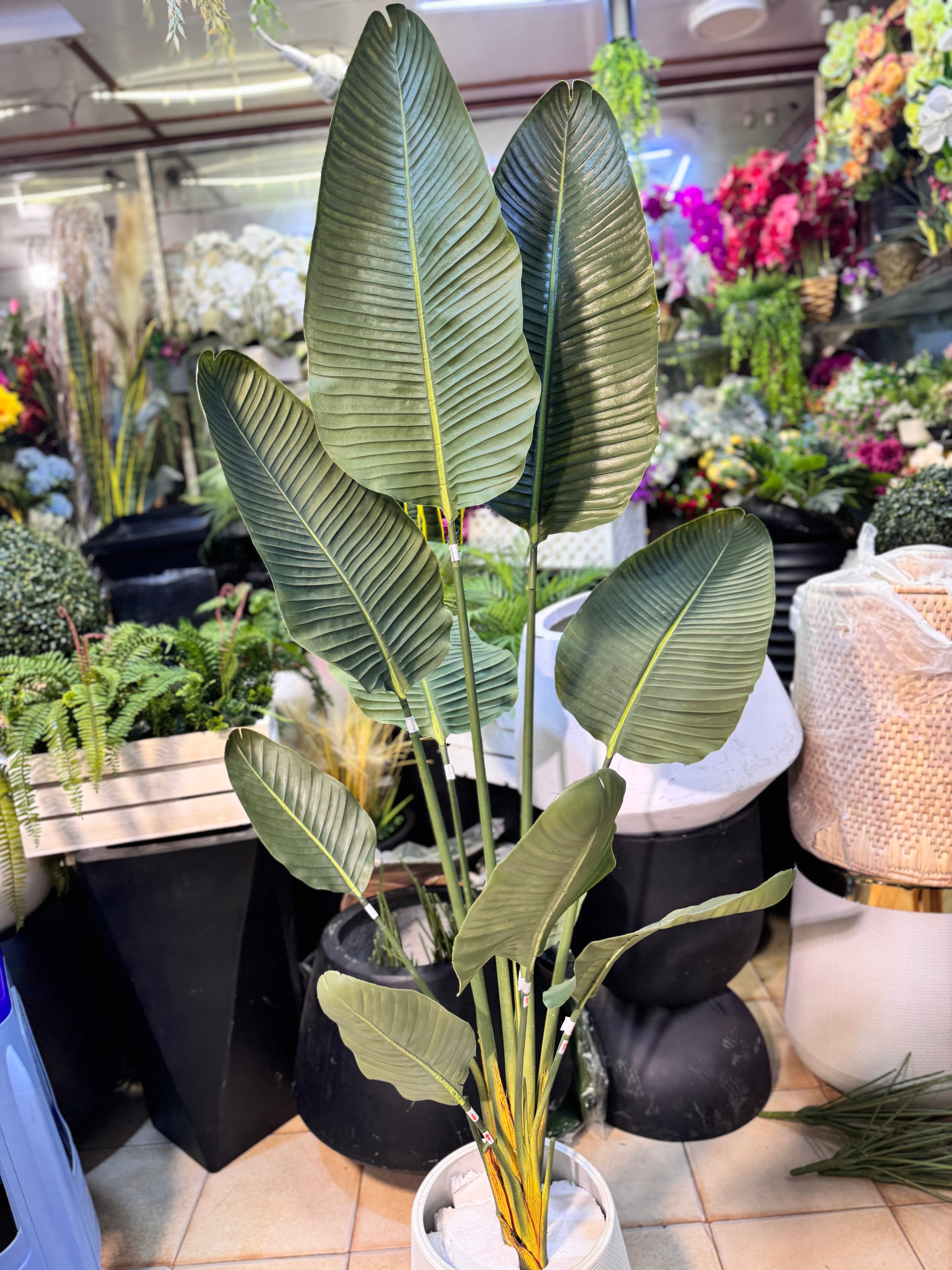 Hyper Realistic Banana Palm