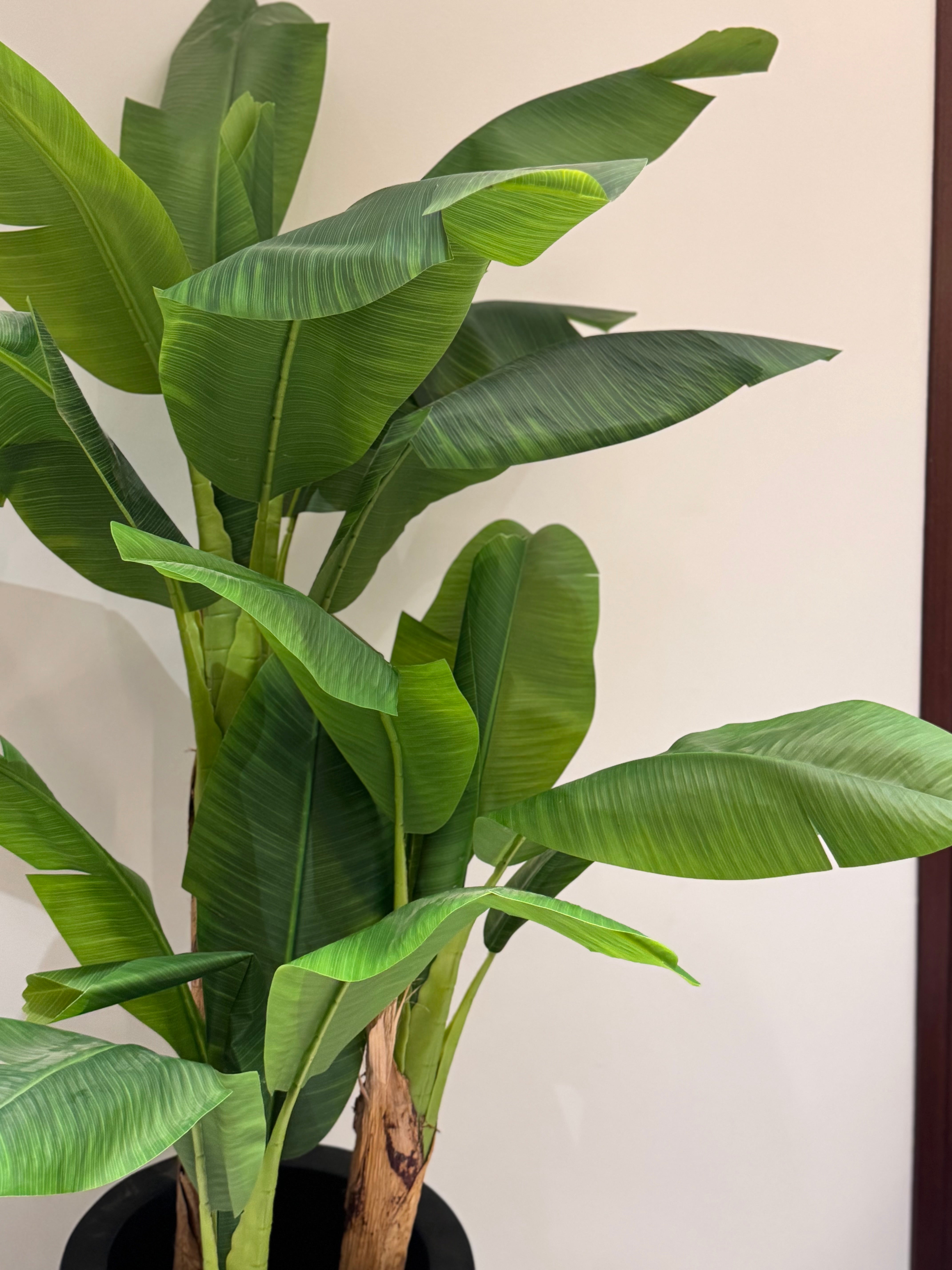 Banana palm x3