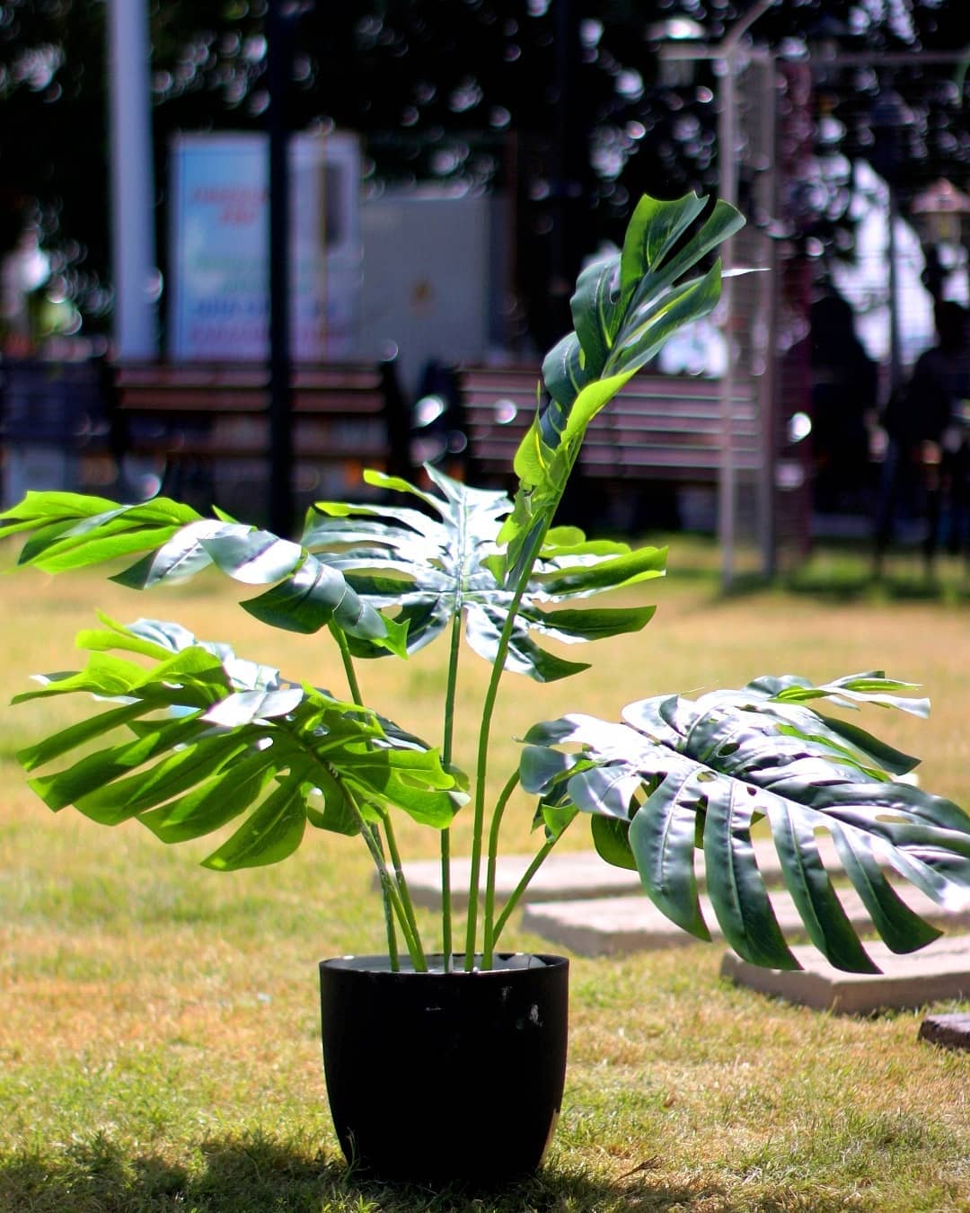 small artificial monstera plant Monstera plant With Small Pot – Fantasia Florist