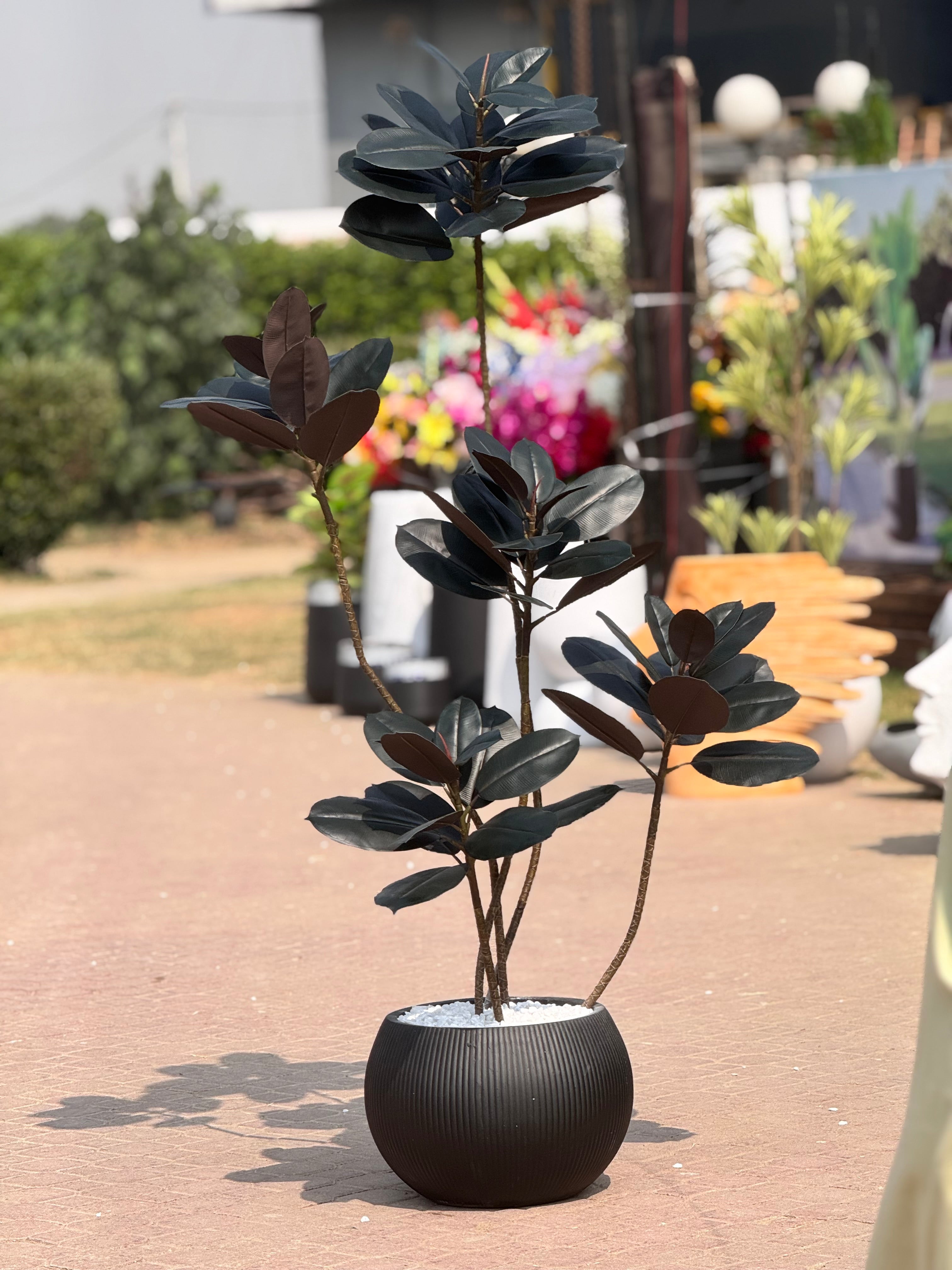 Exclusive Rubber Plant