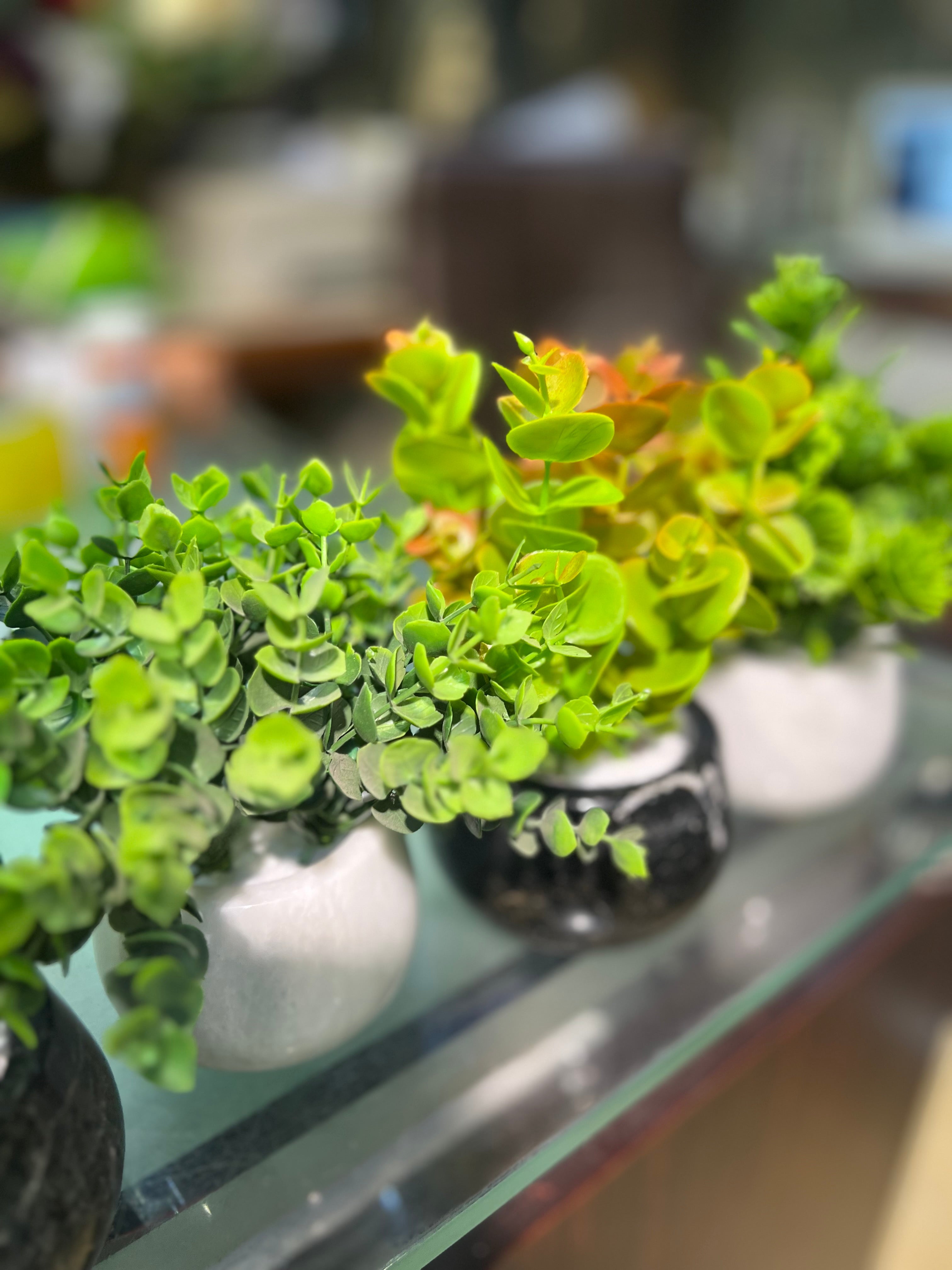 Marble succulents