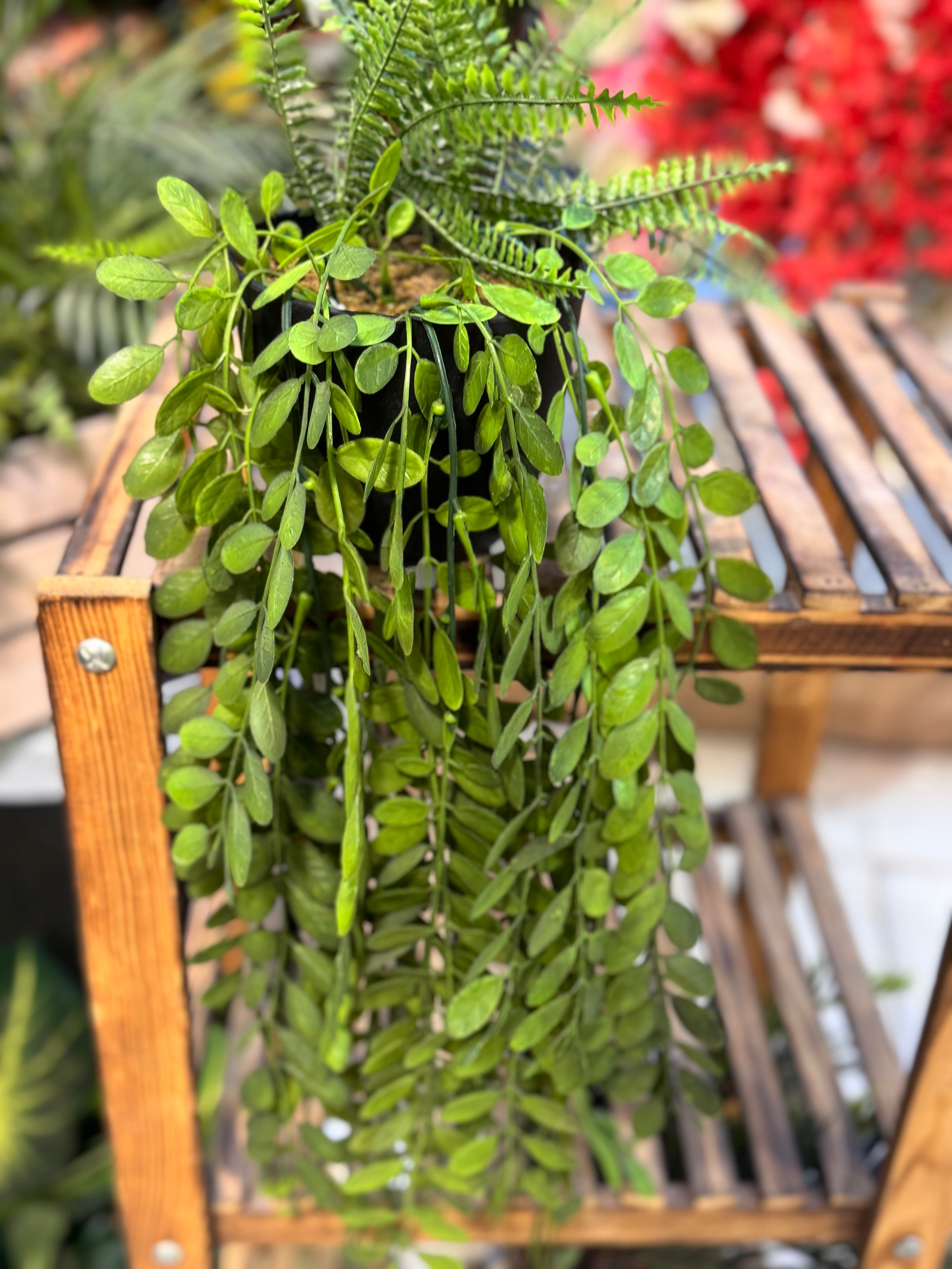 long hanging plants Premium Lush Hanging plants – Fantasia Florist