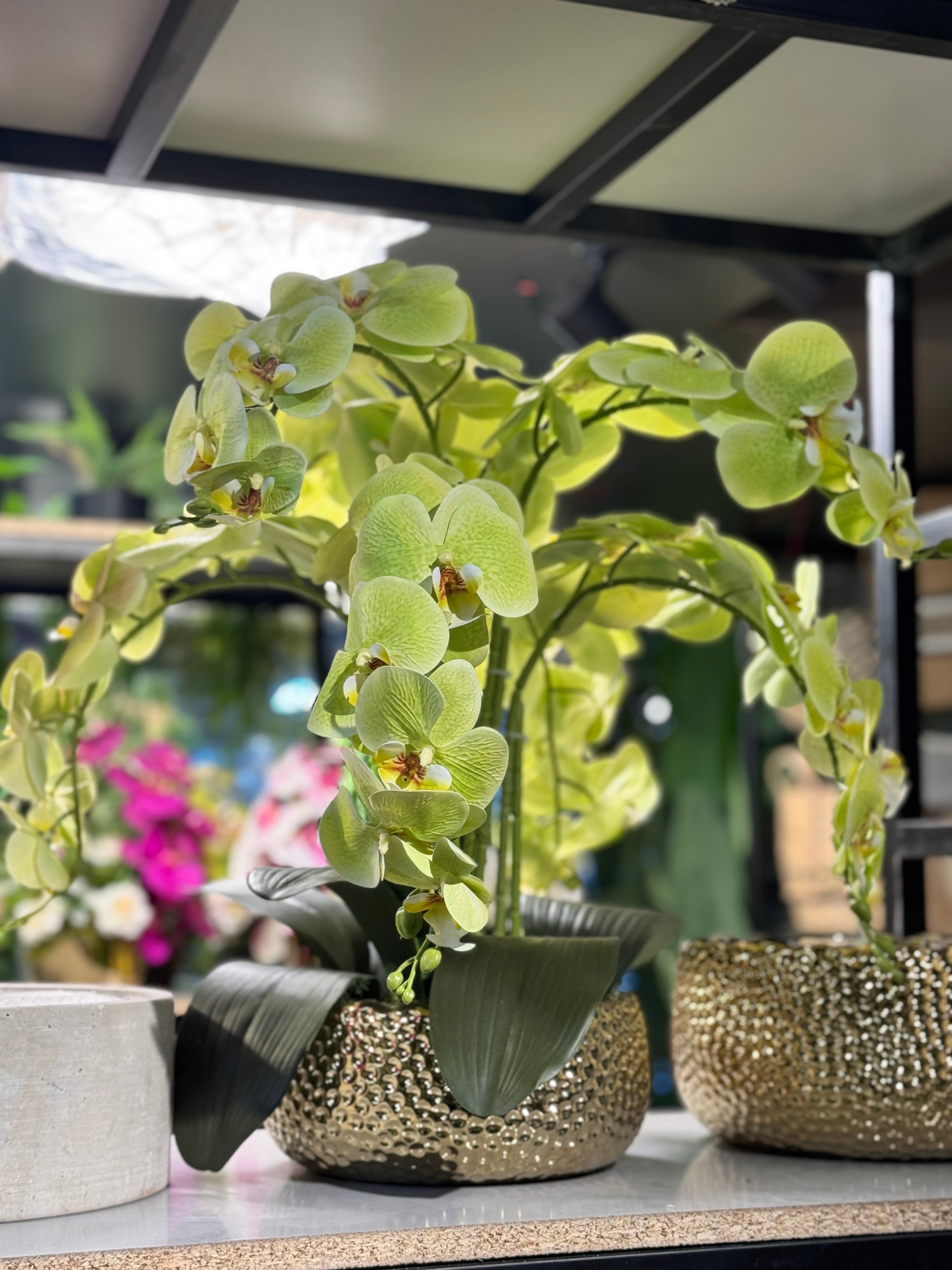 Orchids arrangements (Phalaenopsis)