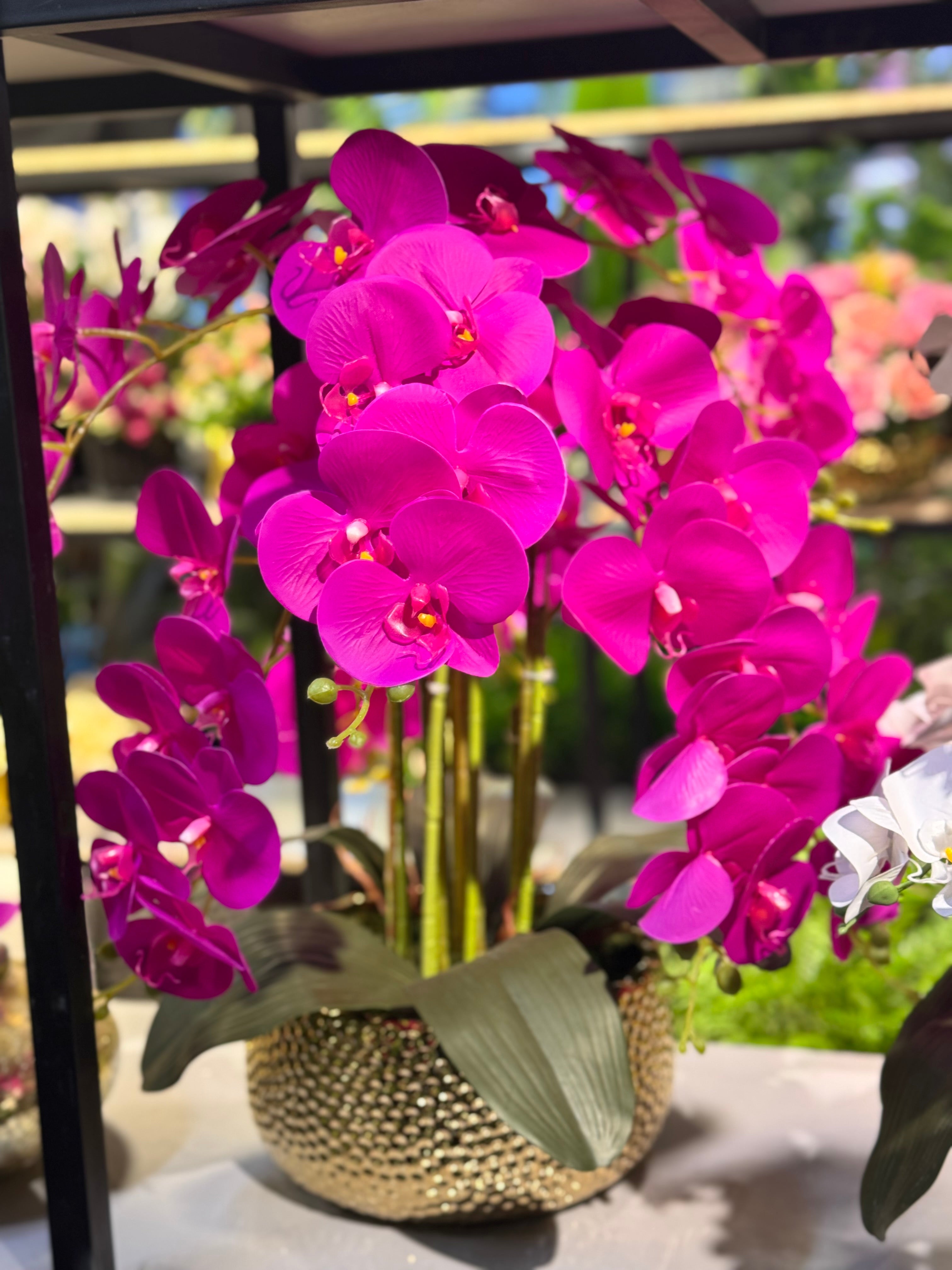 Premium Orchids Arrangements