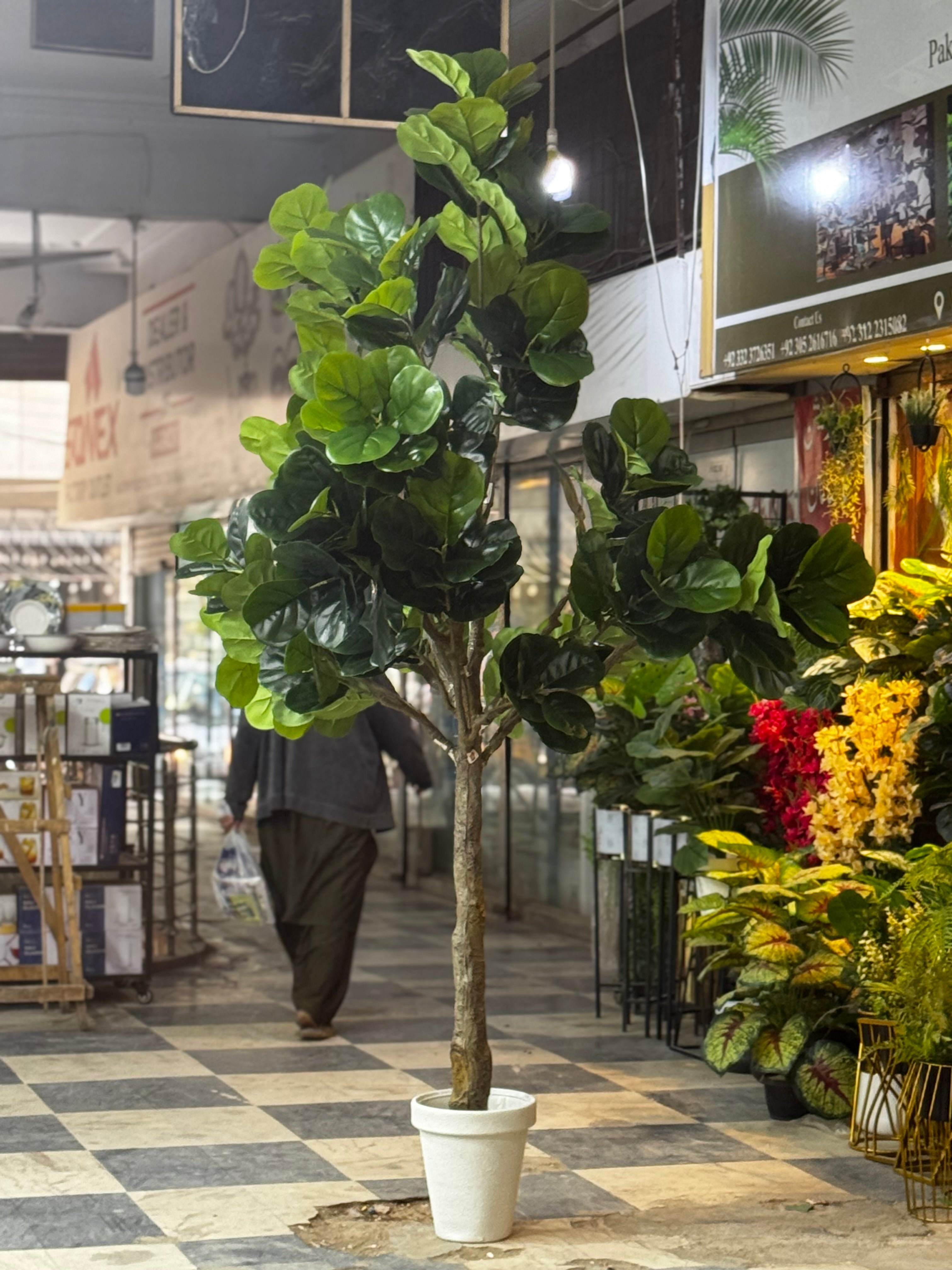 Majestic Fiddle Fig Tree