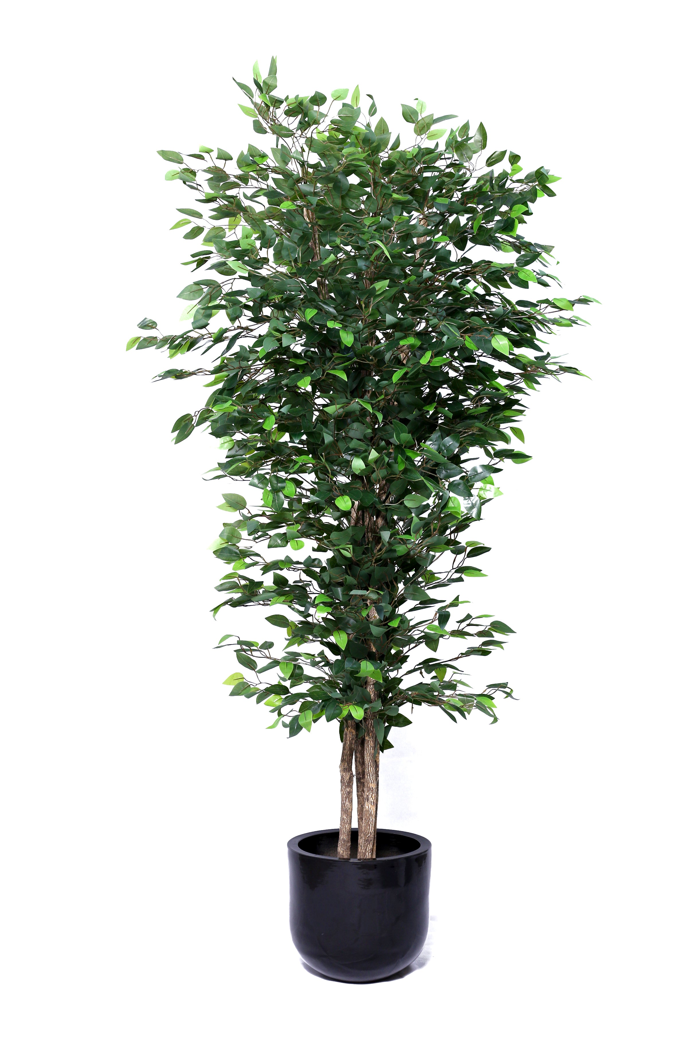 【FICUS】 Brussel's Bonsai 8-in Feature Gensing Grafted Ficus In Pot