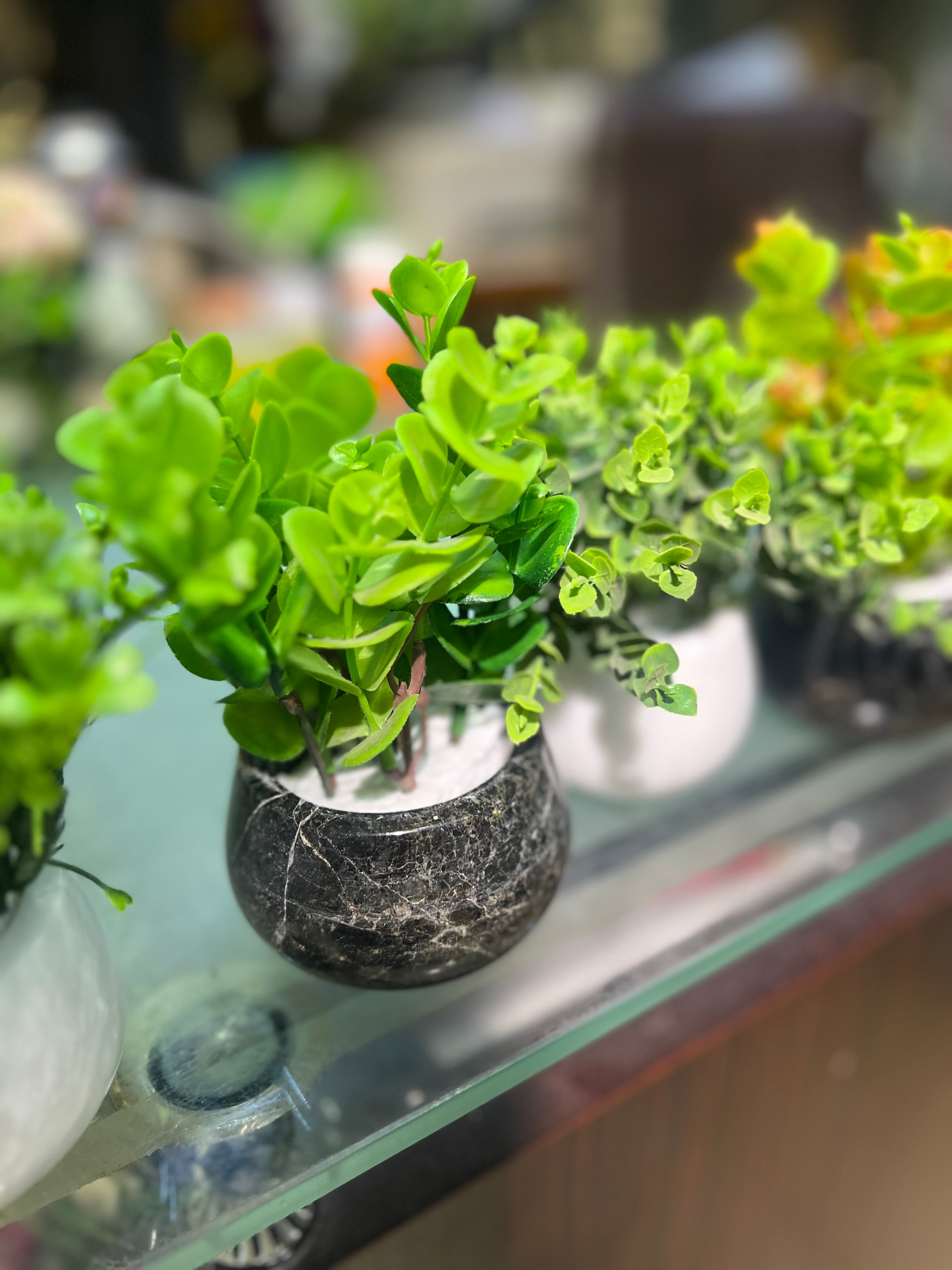 Marble succulents