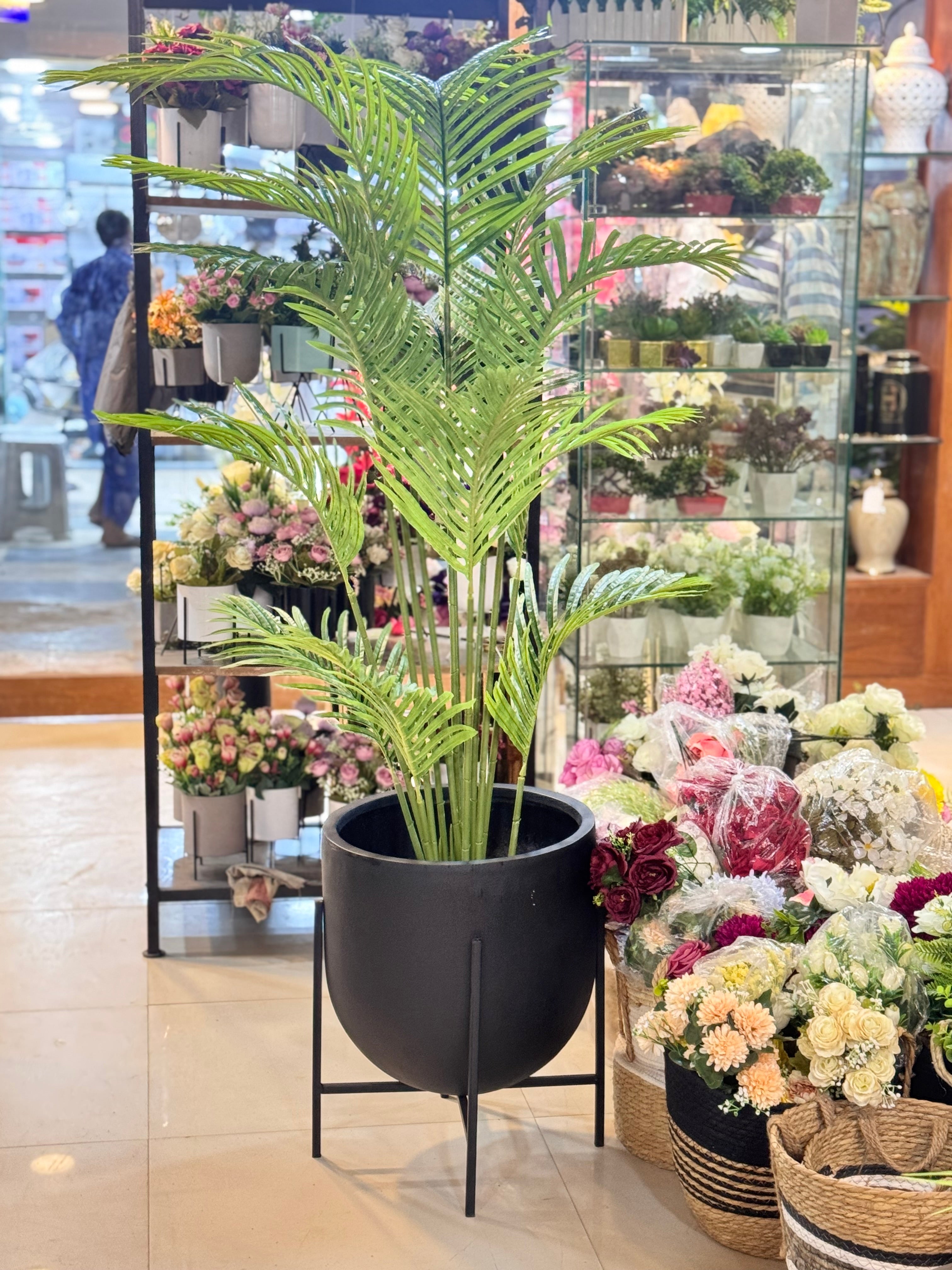 Premium Arica Palm with modern planter