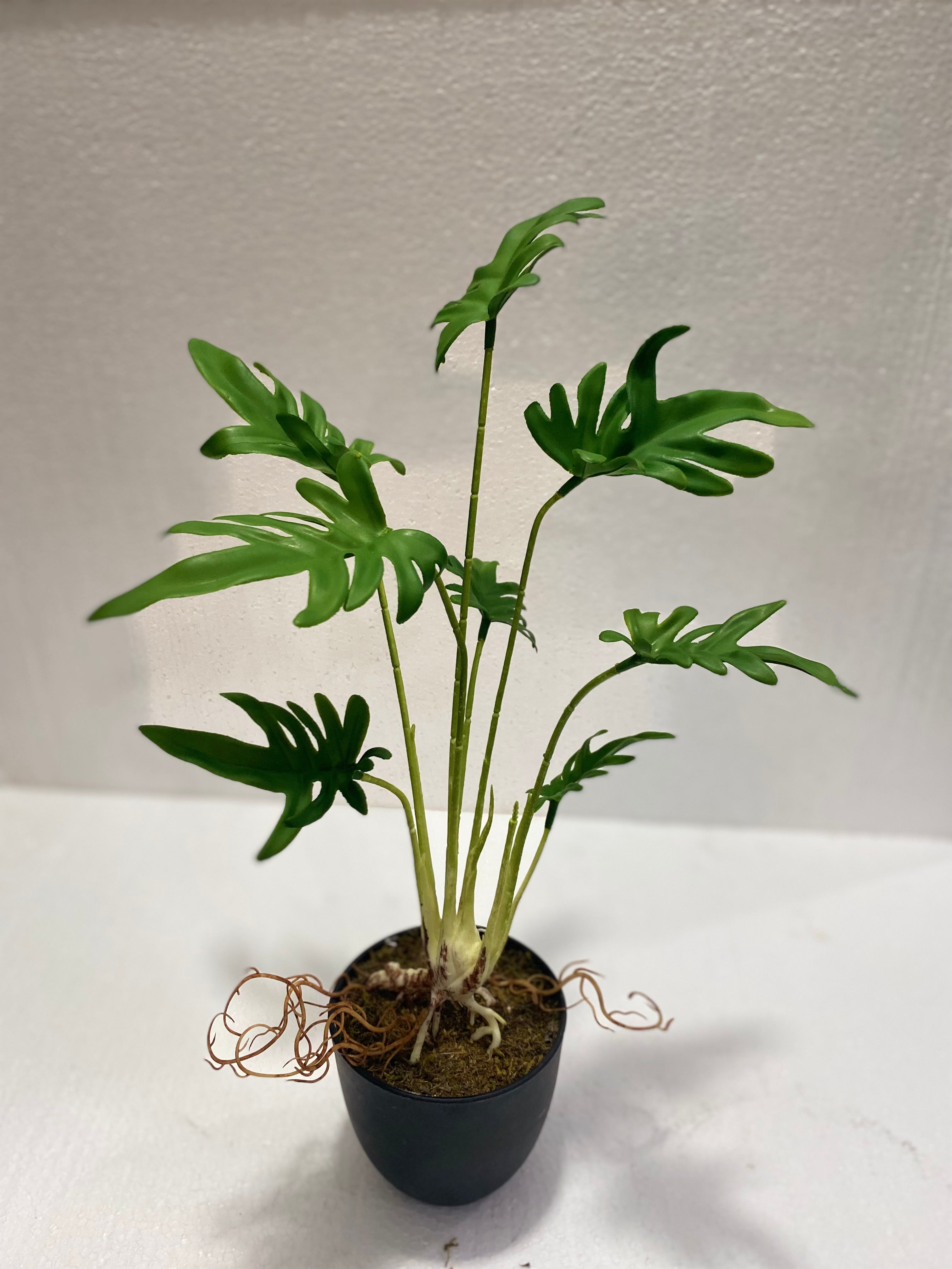 Schefflera mini pots