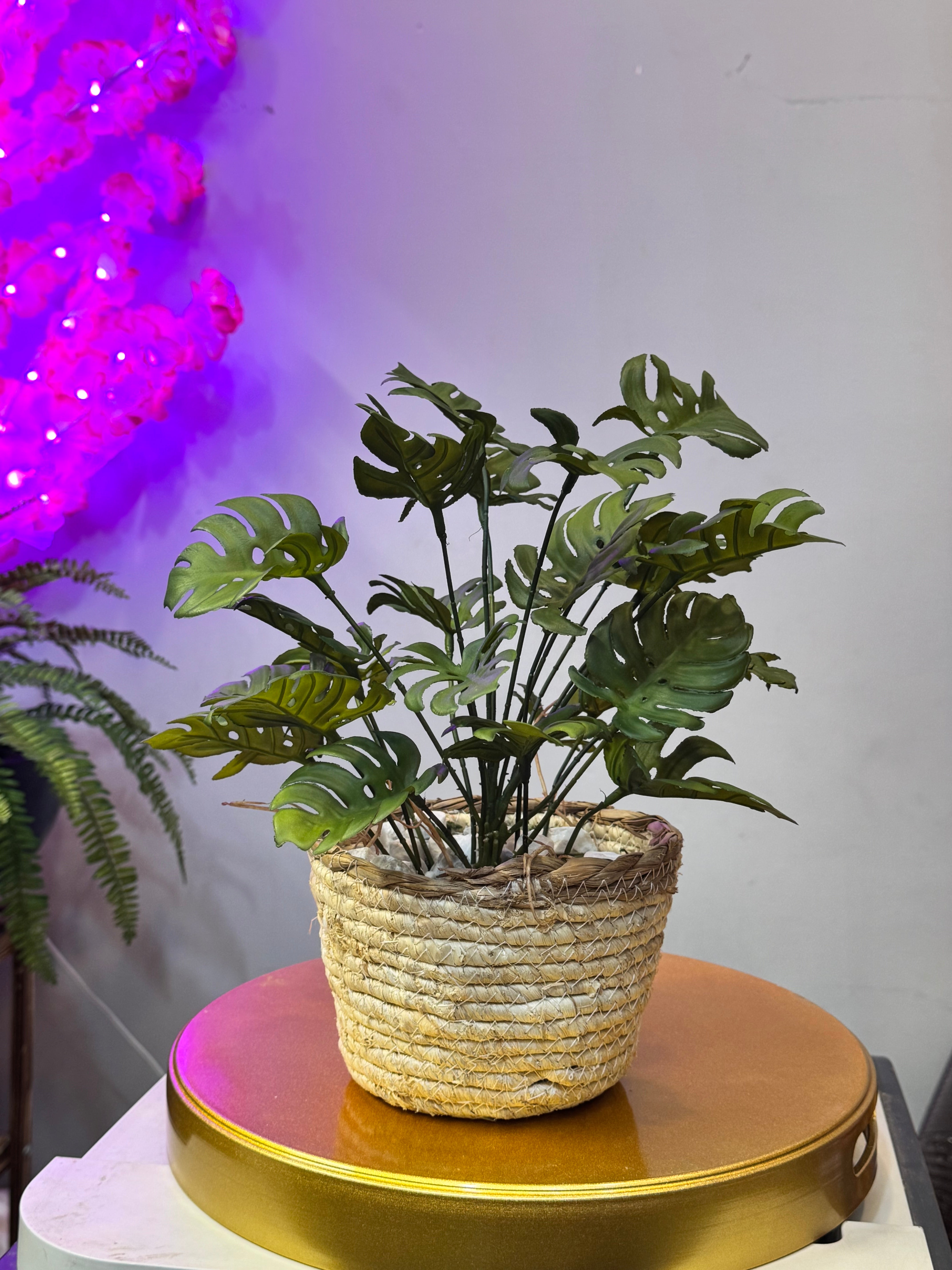 Cane Planters with Plant