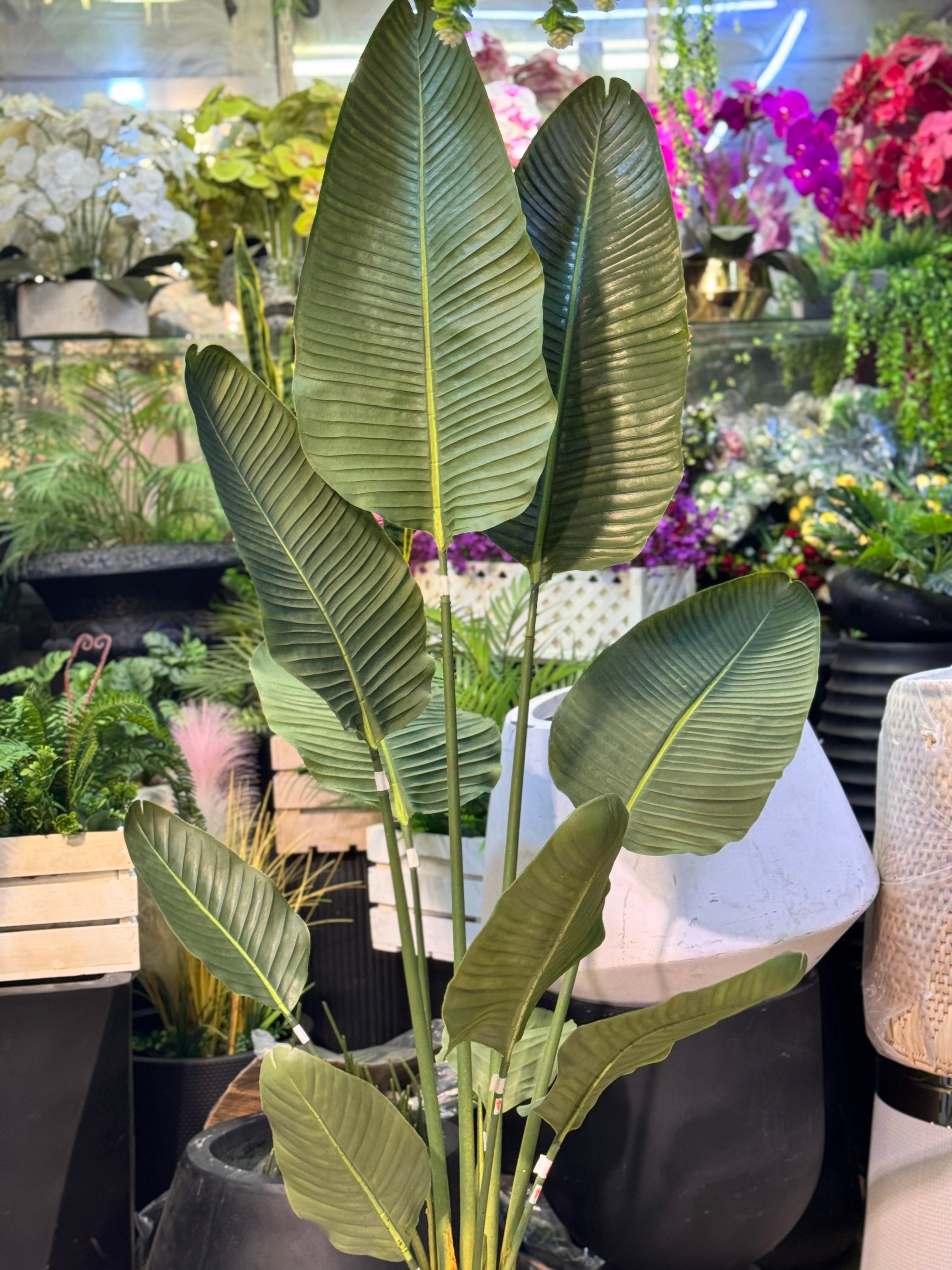 Hyper Realistic Banana Palm