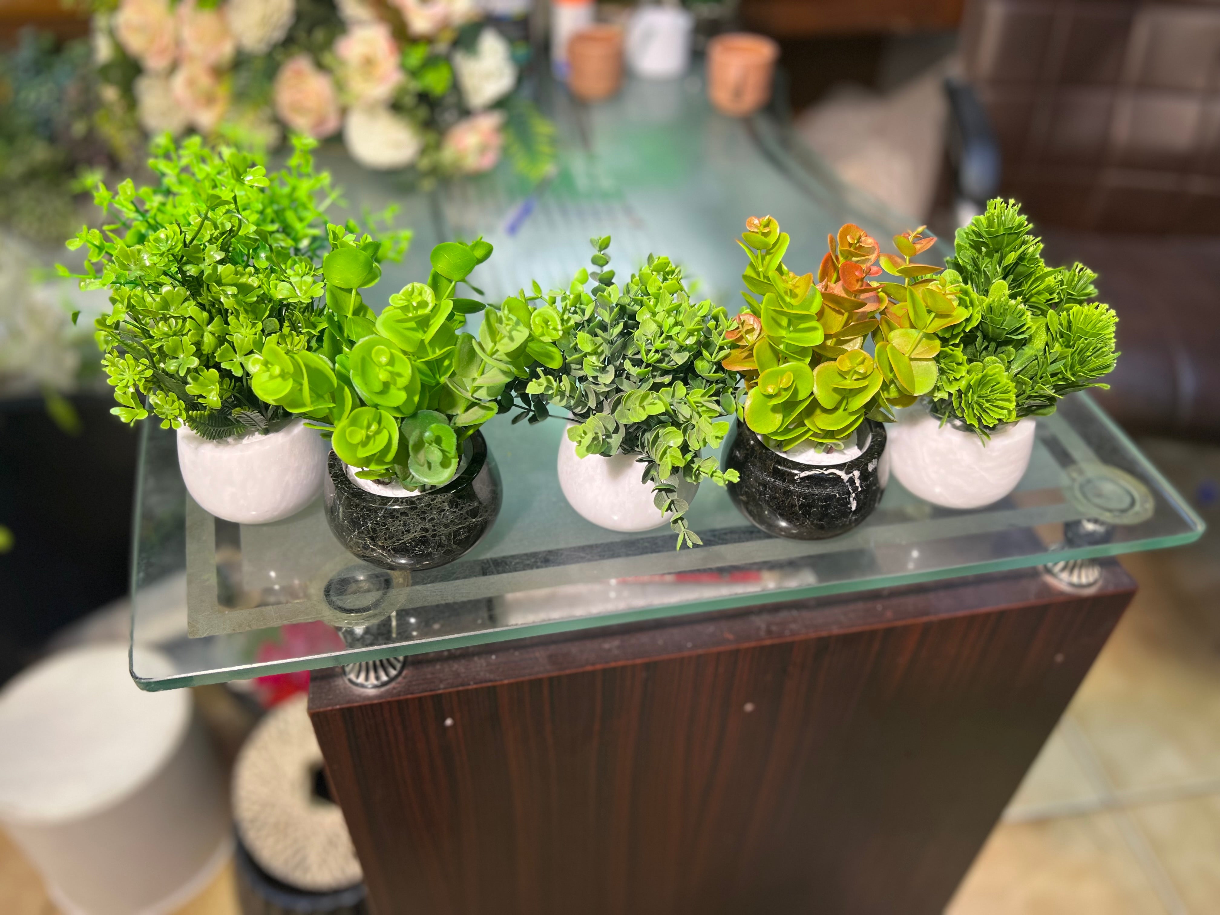 Marble succulents