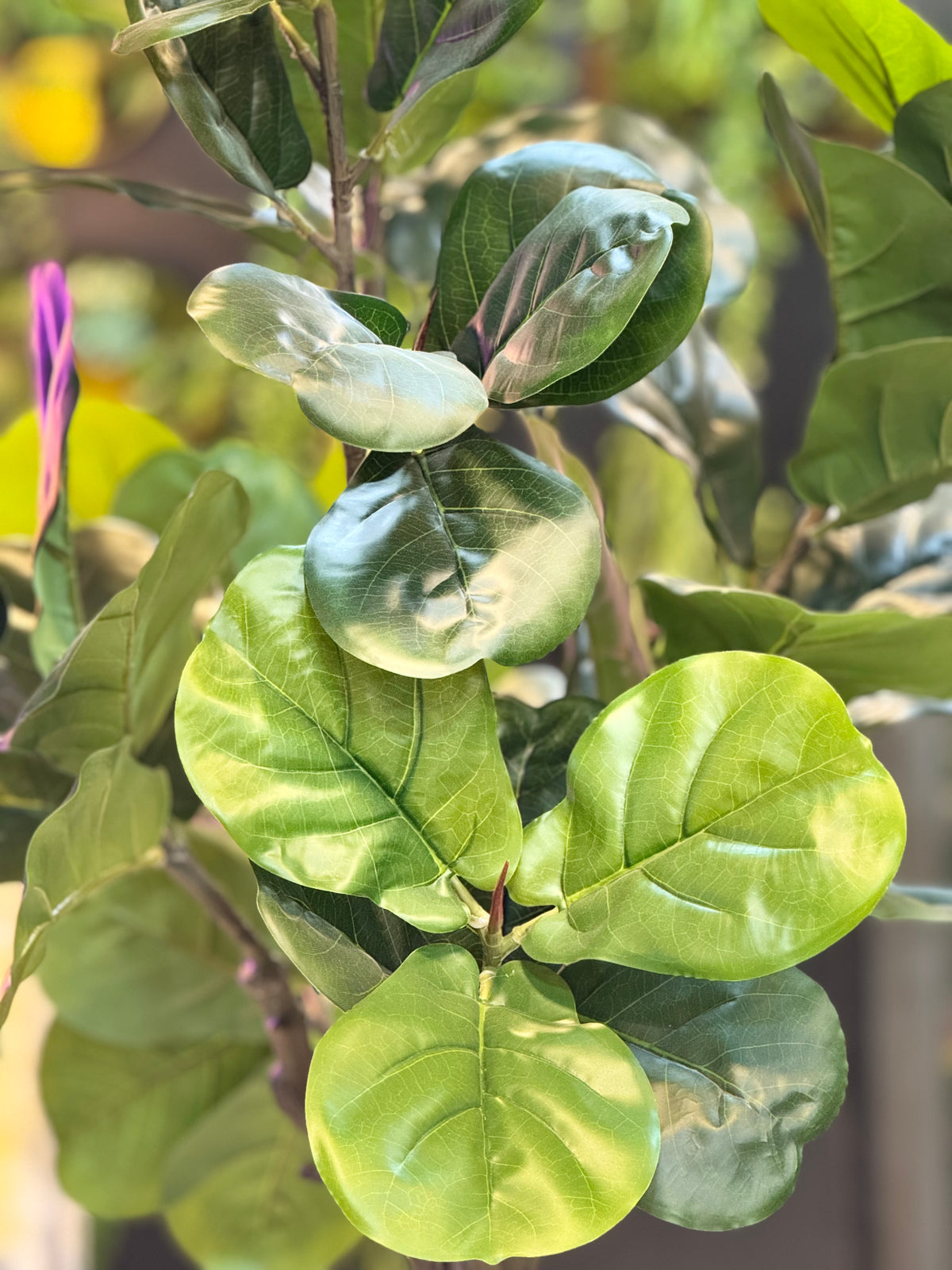 Premium Fiddle fig tree – Fantasia Florist