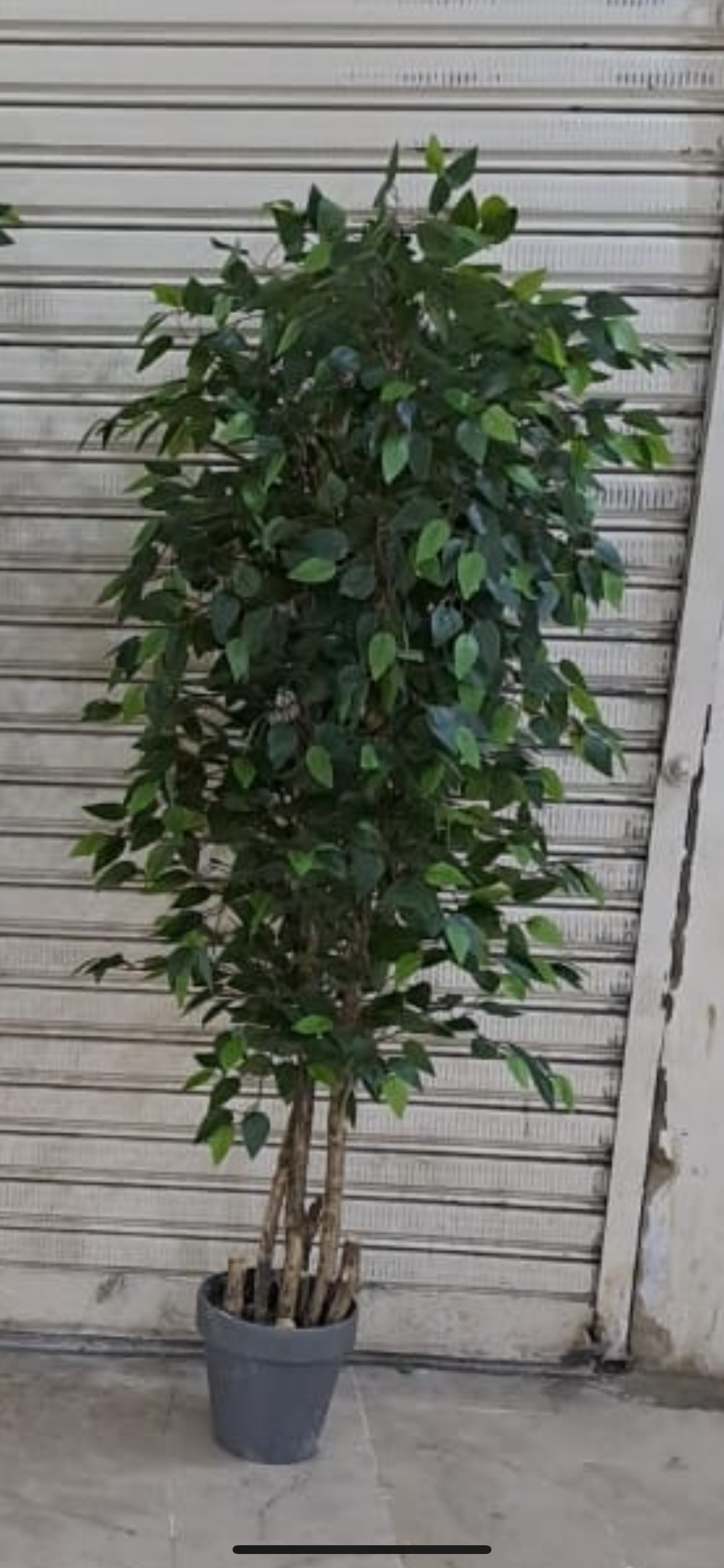 Bushy ficus tree