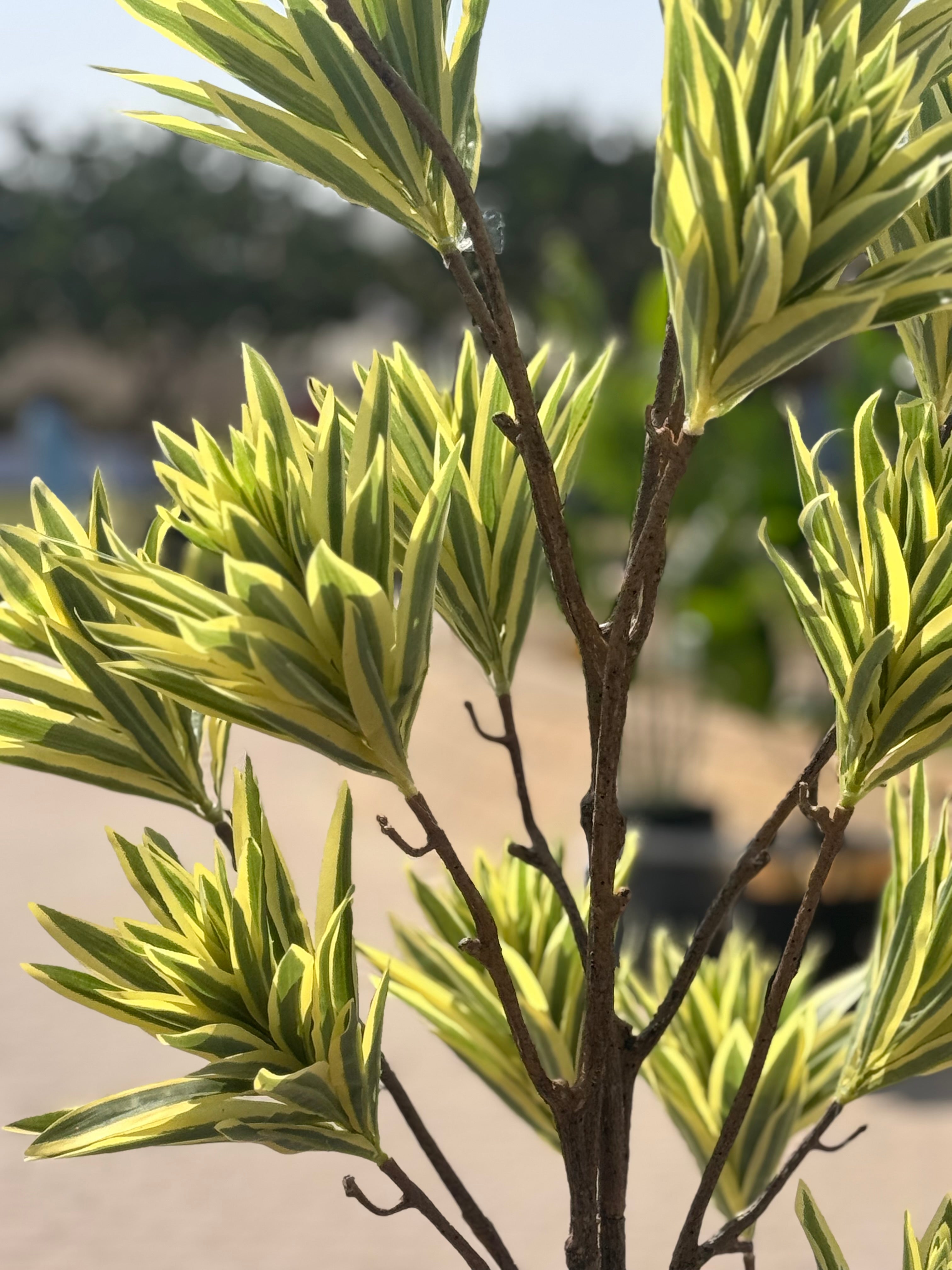 Variegated draccena plant