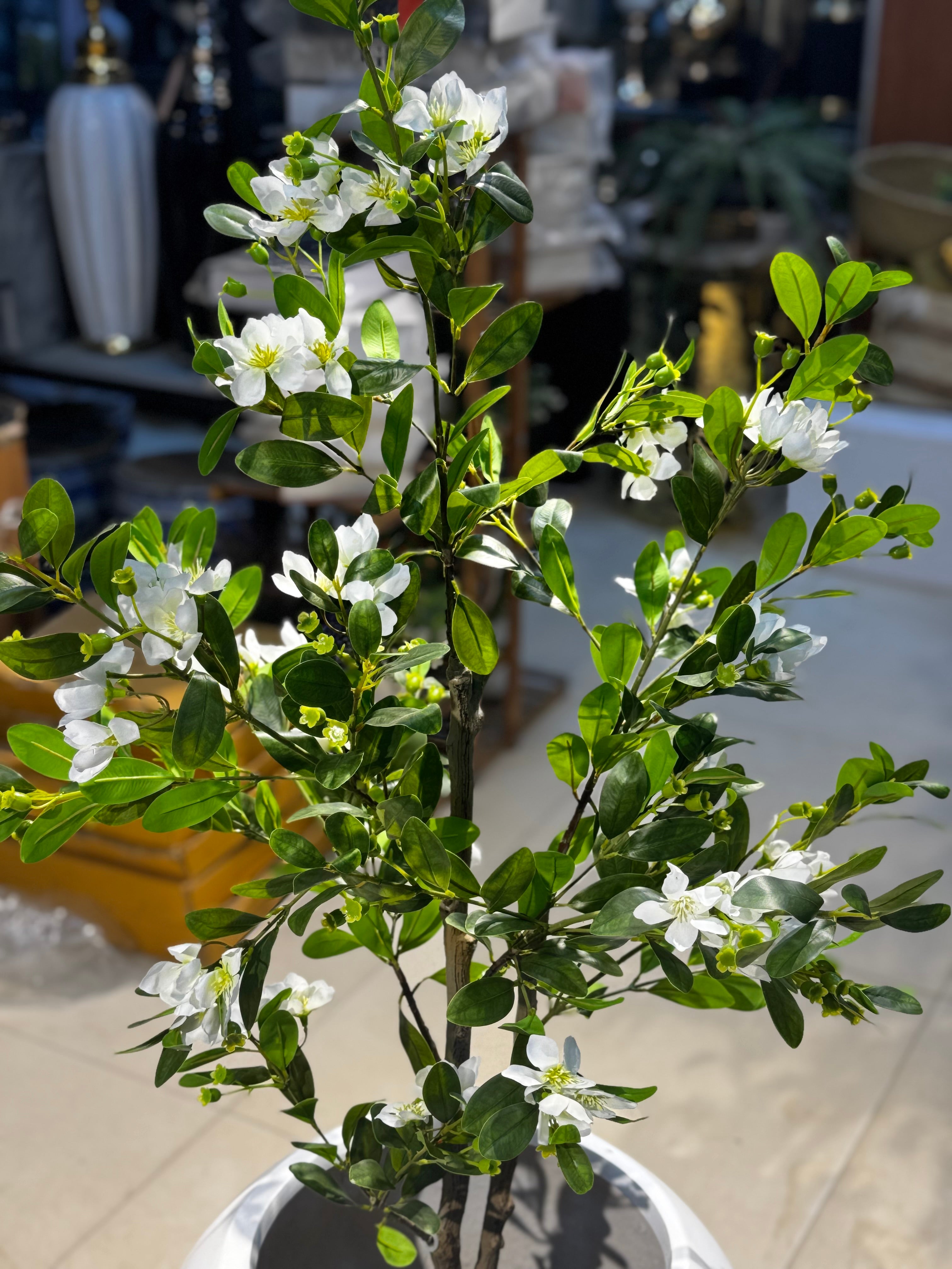 Elysian white blossom Tree