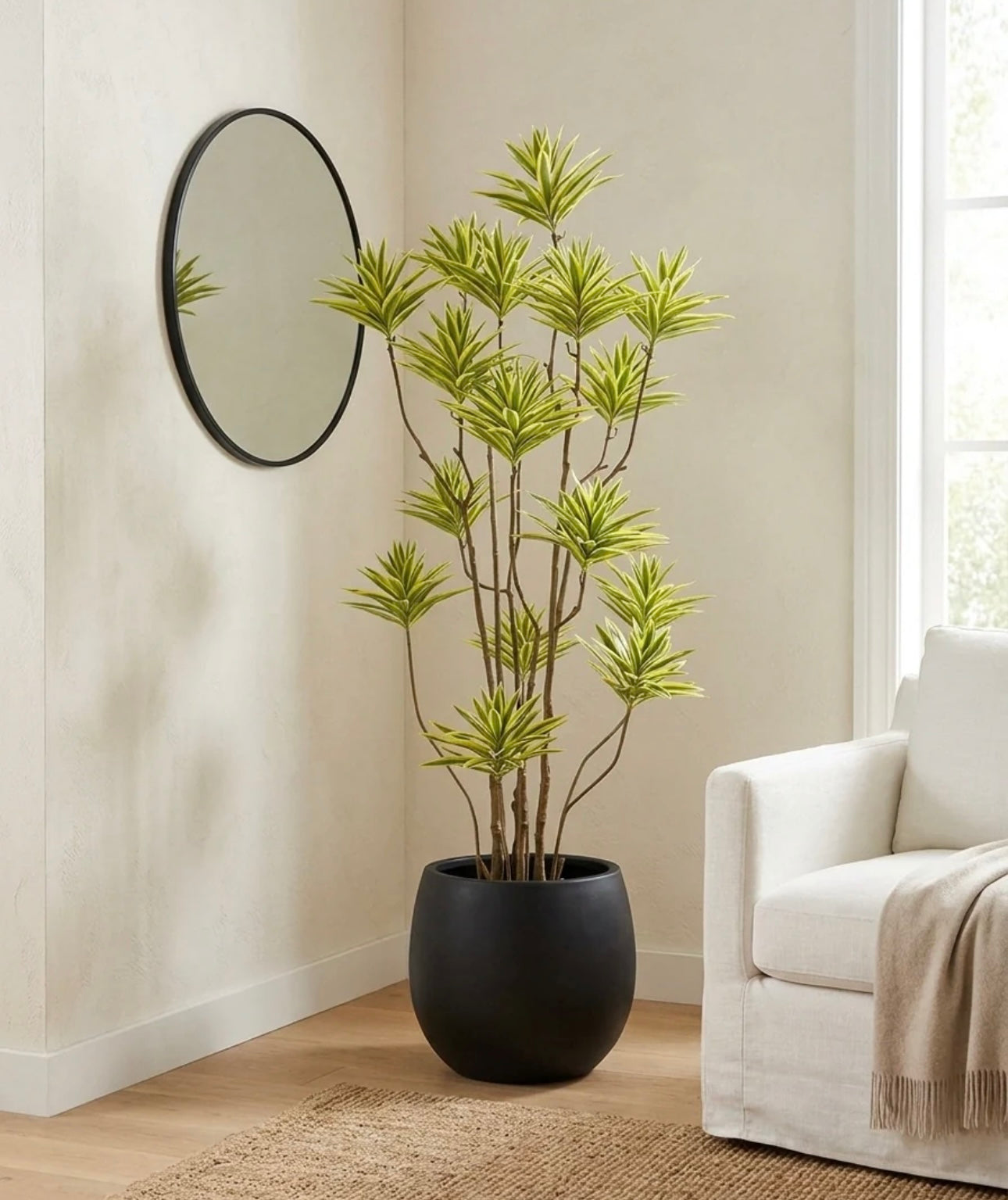 Exclusive Verigated DRACAENA