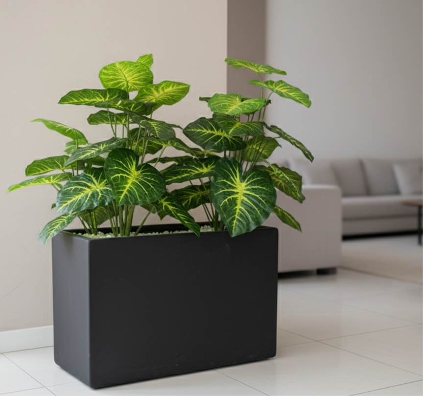 Elephant Ear Plant With horizontal Planter
