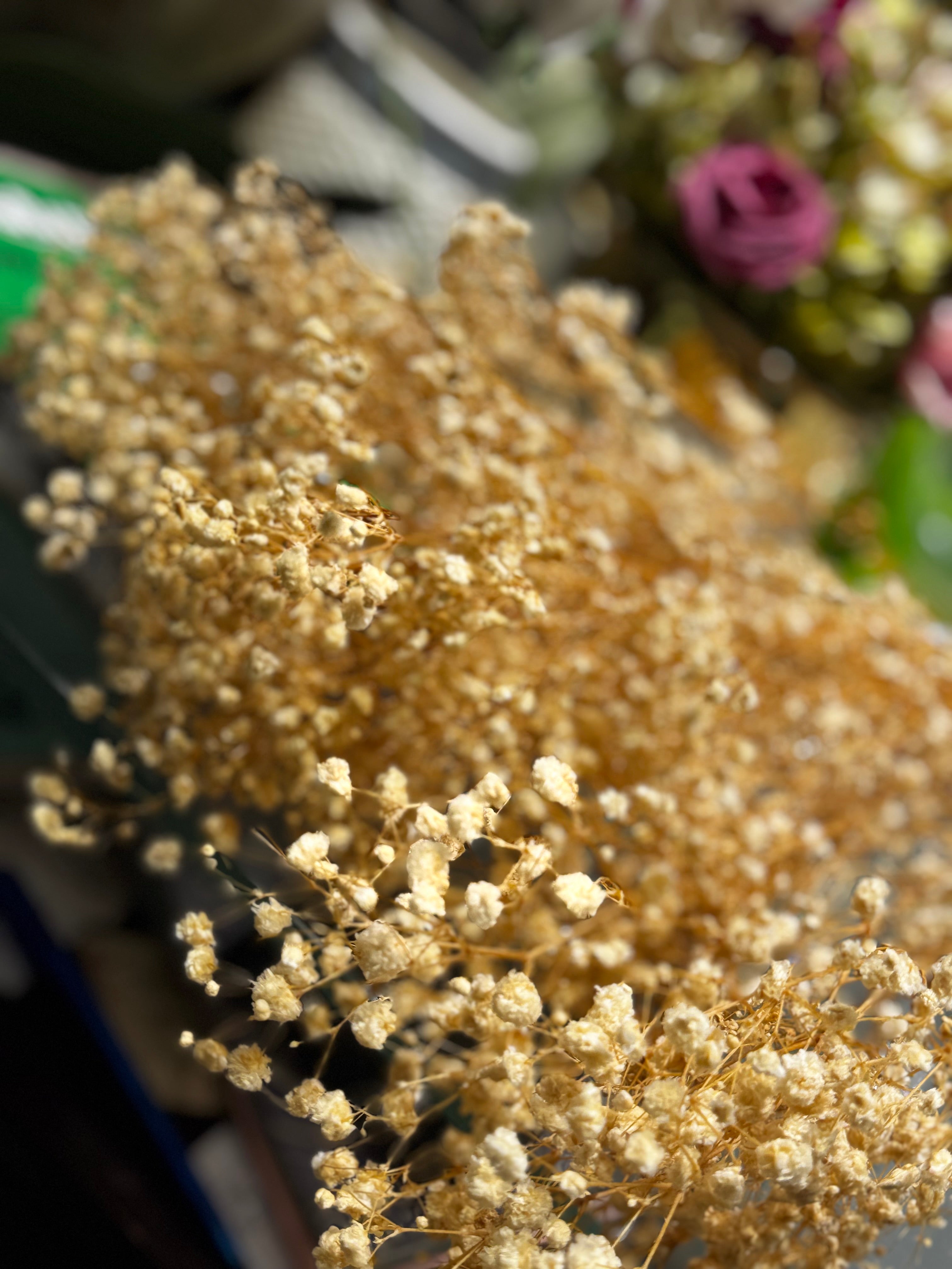 PREMIUM Dried Babybreaths Pack